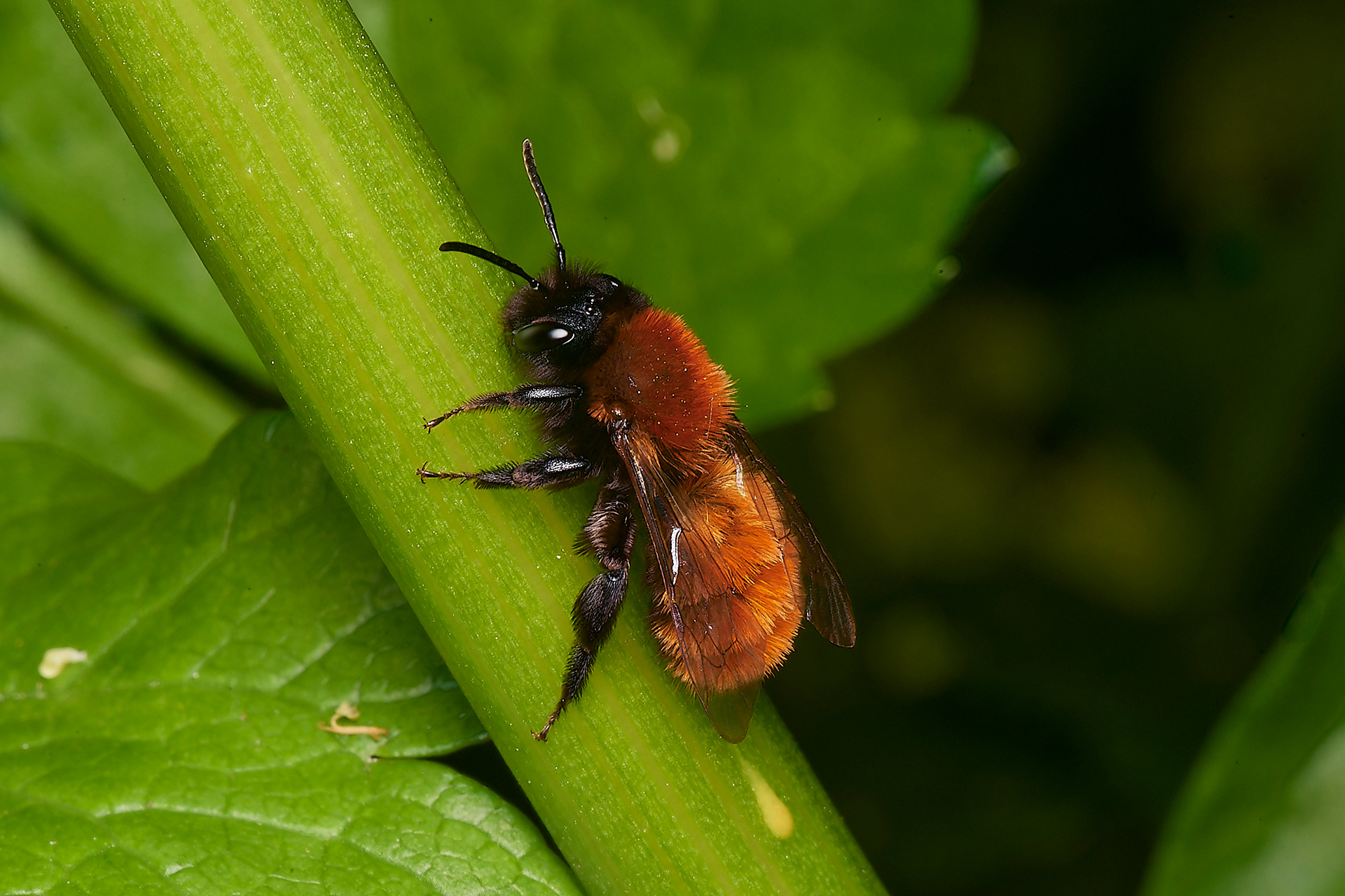 Tawny Mining bee (Andrena fulva) Cley