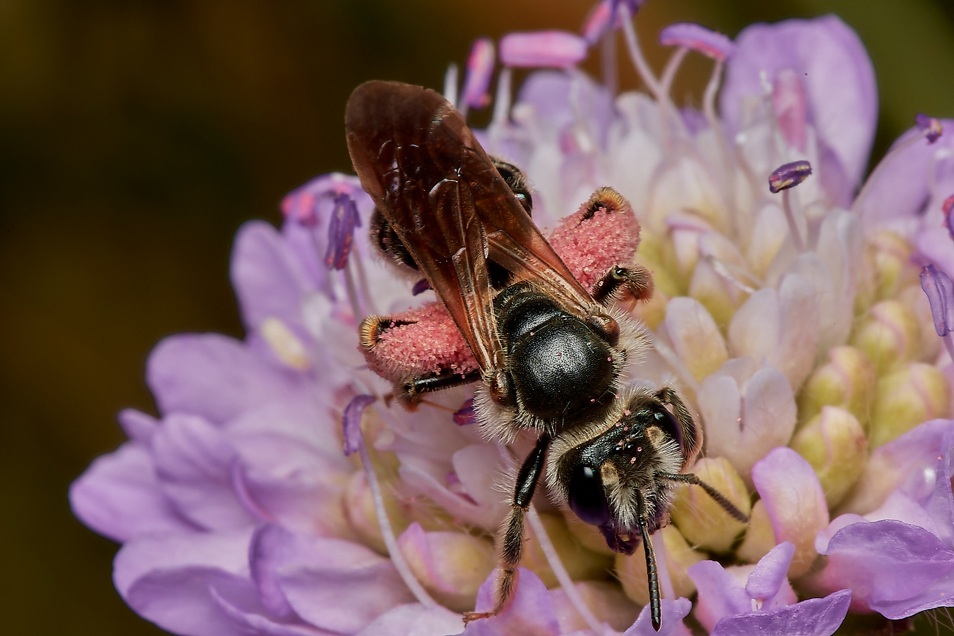 Large Scabious Mining ♀︎ (Andrena hattorfiana) Metton