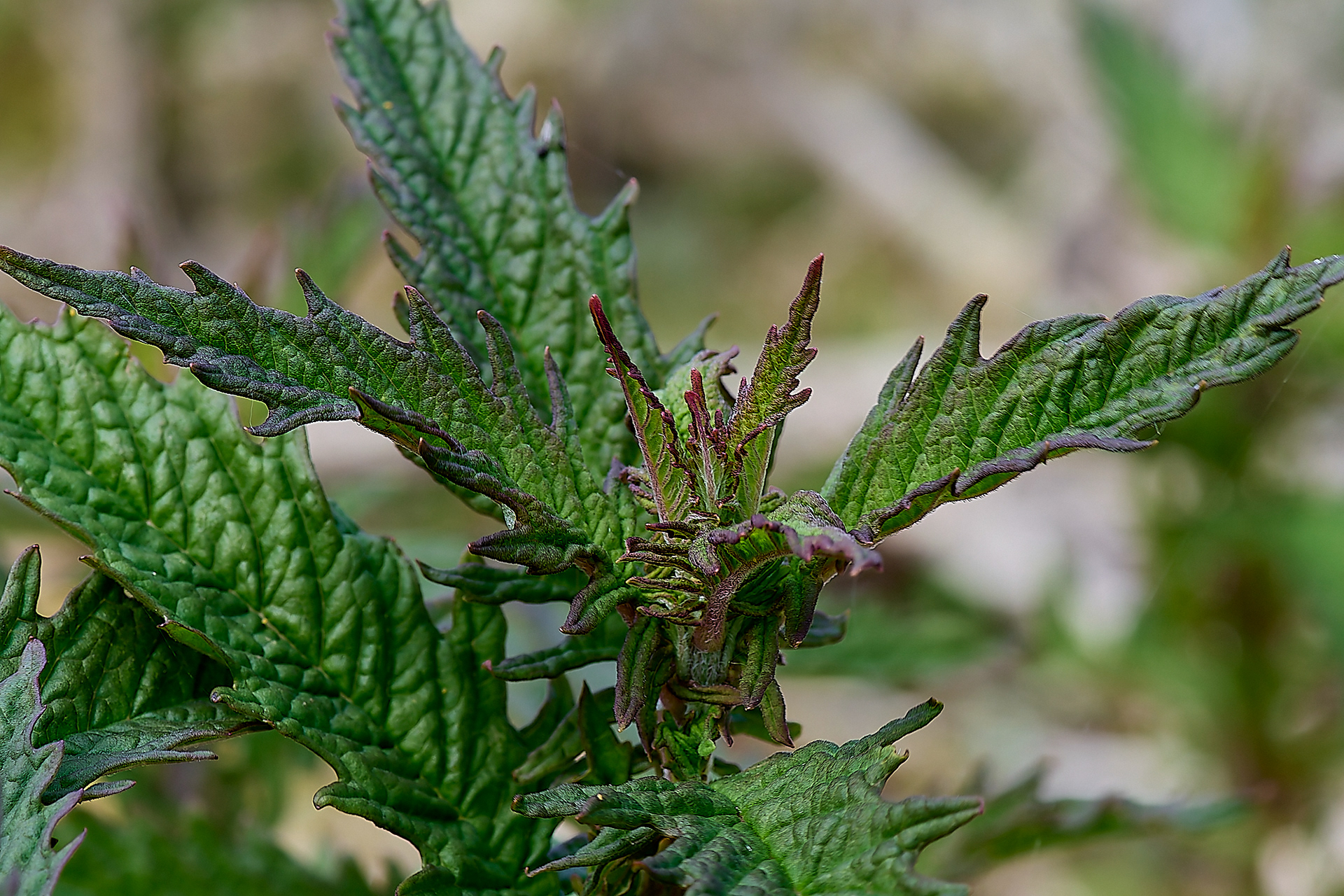 Gypsywort (Lycopus europaeus)