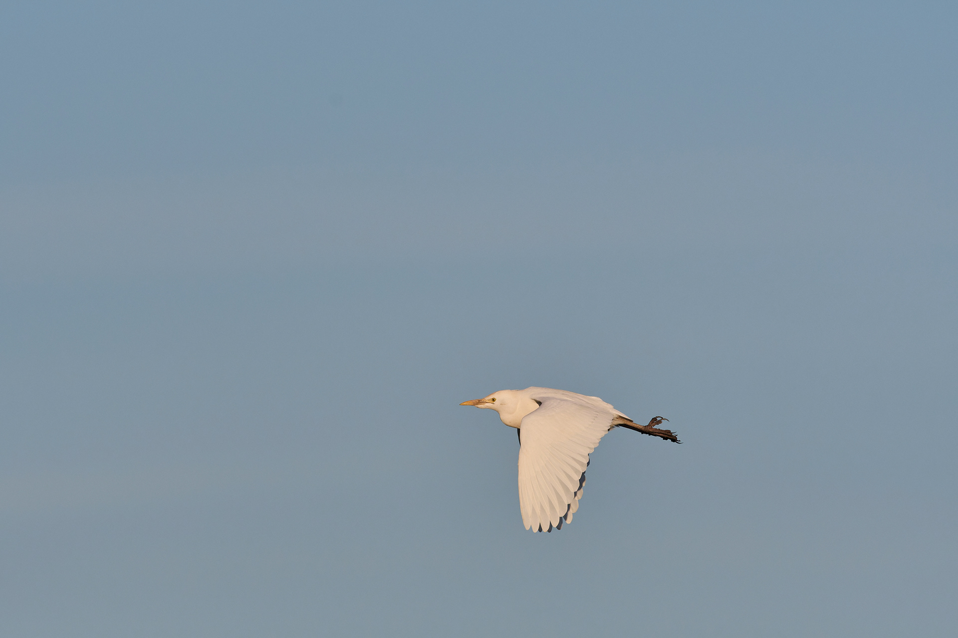 Cattle Egret