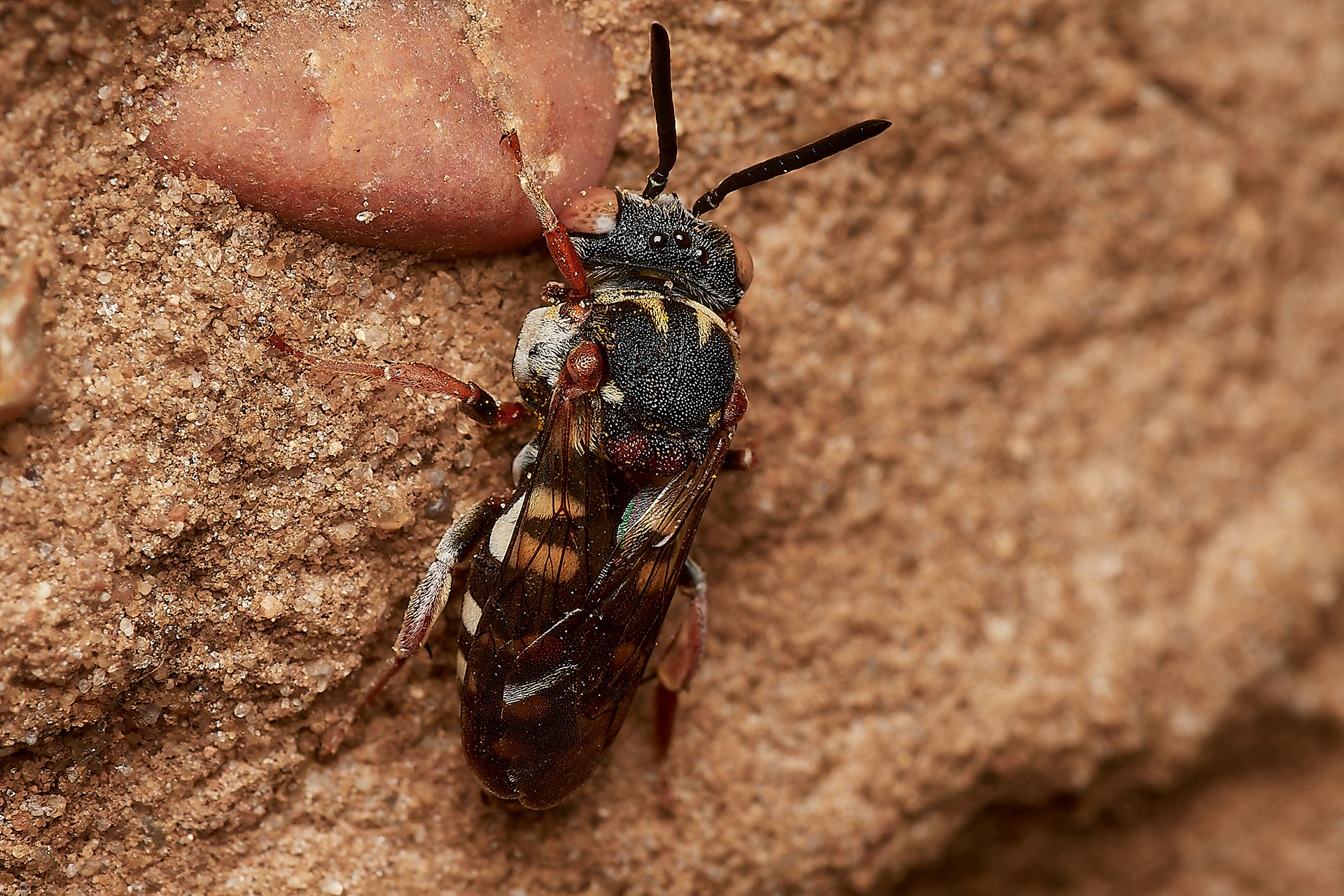 Black-thighed Epeolus (Epeolus variegatus) Gramborough Hill