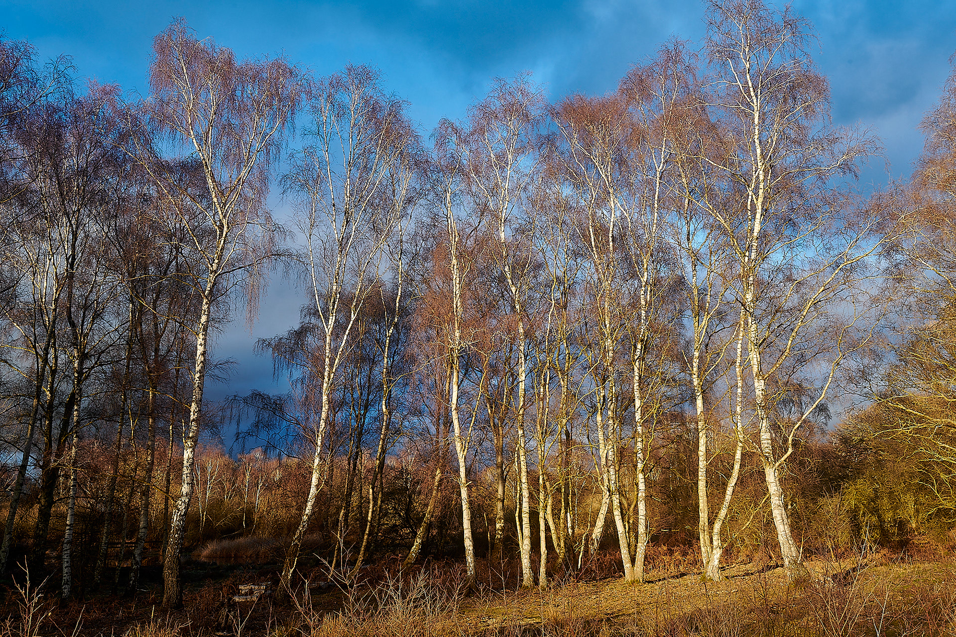 Silver Birch (Betula pendula) East Wretham