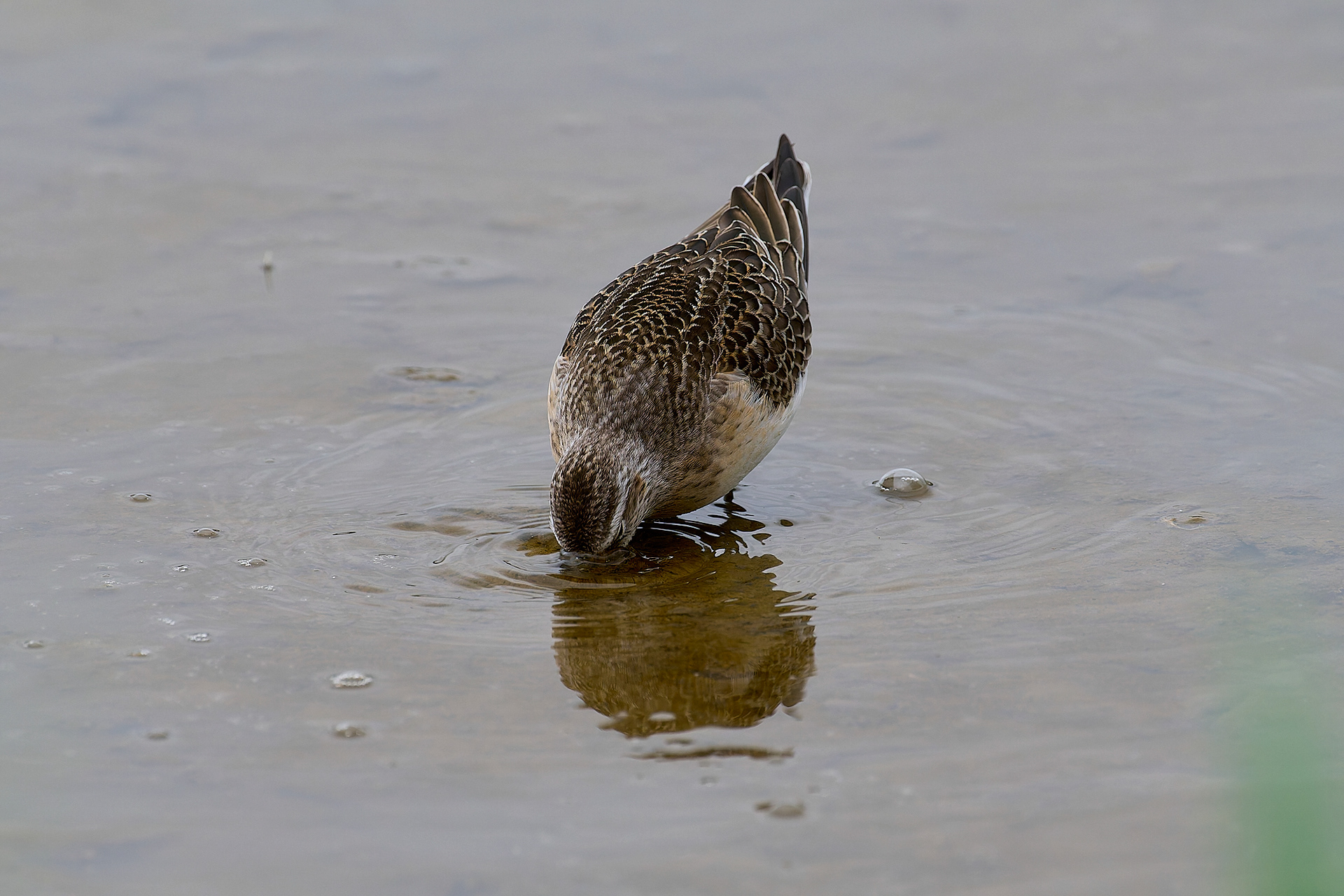 Titchwell Curlew Sandpiper (Calidris ferruginea) 09/24