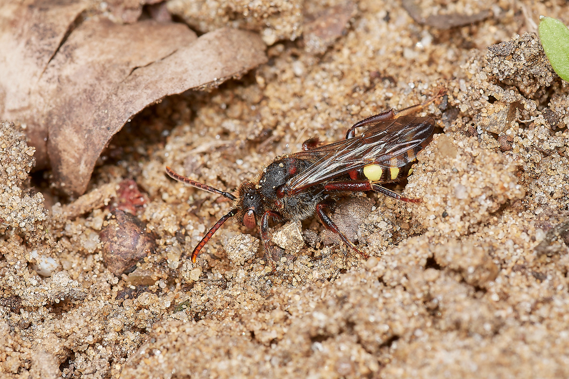 Early Nomad Bee ♀︎(Nomada leucopthalma) - Strumpshaw 03/23