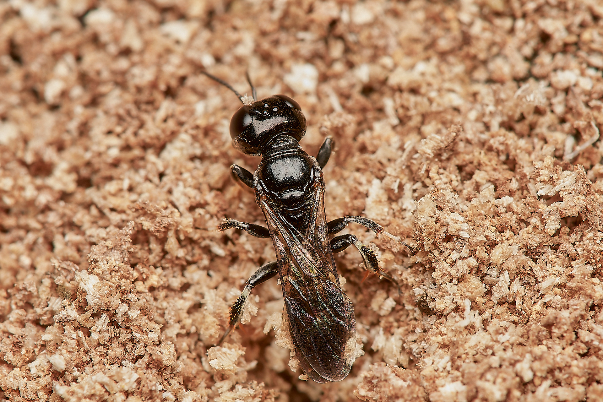 Ring-legged Crossocerus ♀︎(Crossocerus annulipes) Hanworth