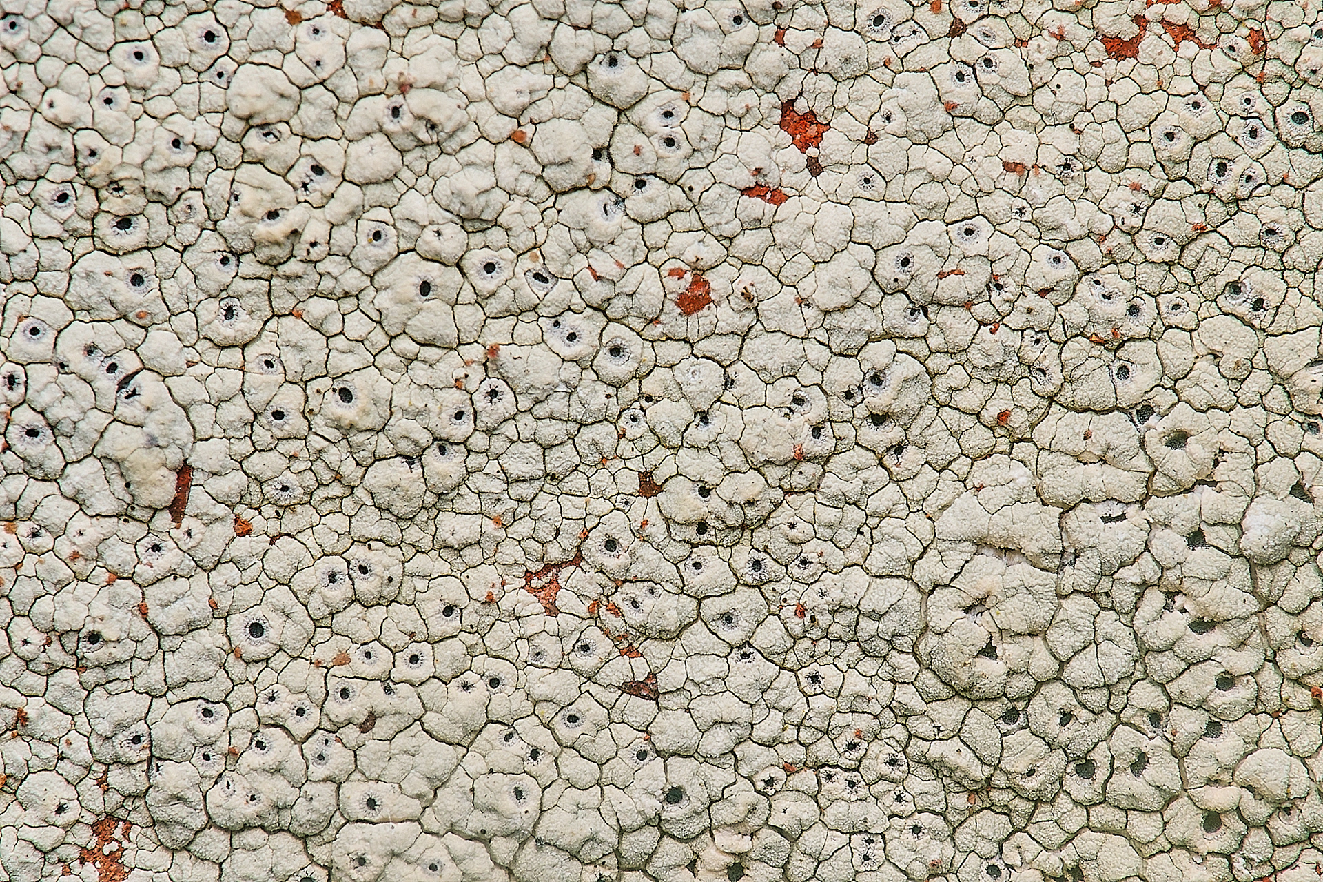 Diploschistes scru[posus