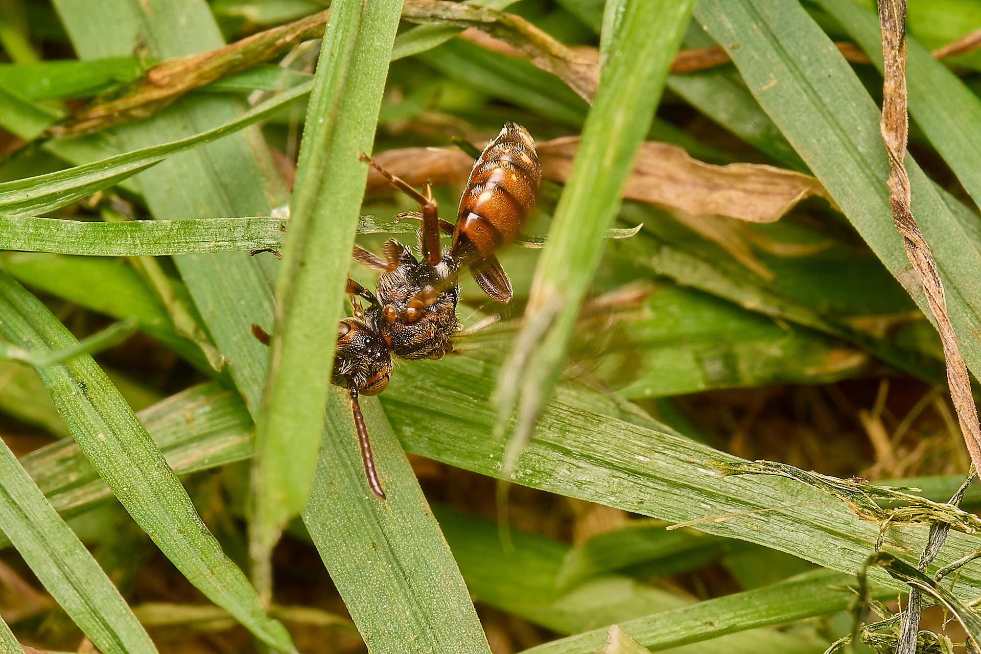 Short-spined Nomad Bee (Nomada guttulata) ♀︎