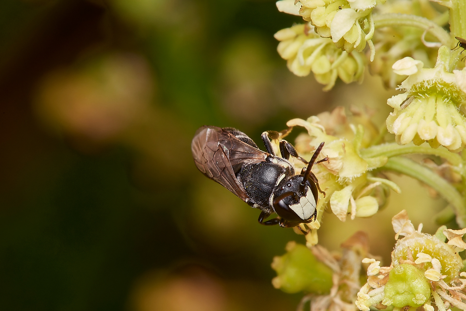 Large Yellow -face Bee ♂︎ (Hylaeus signatus) Weybourne