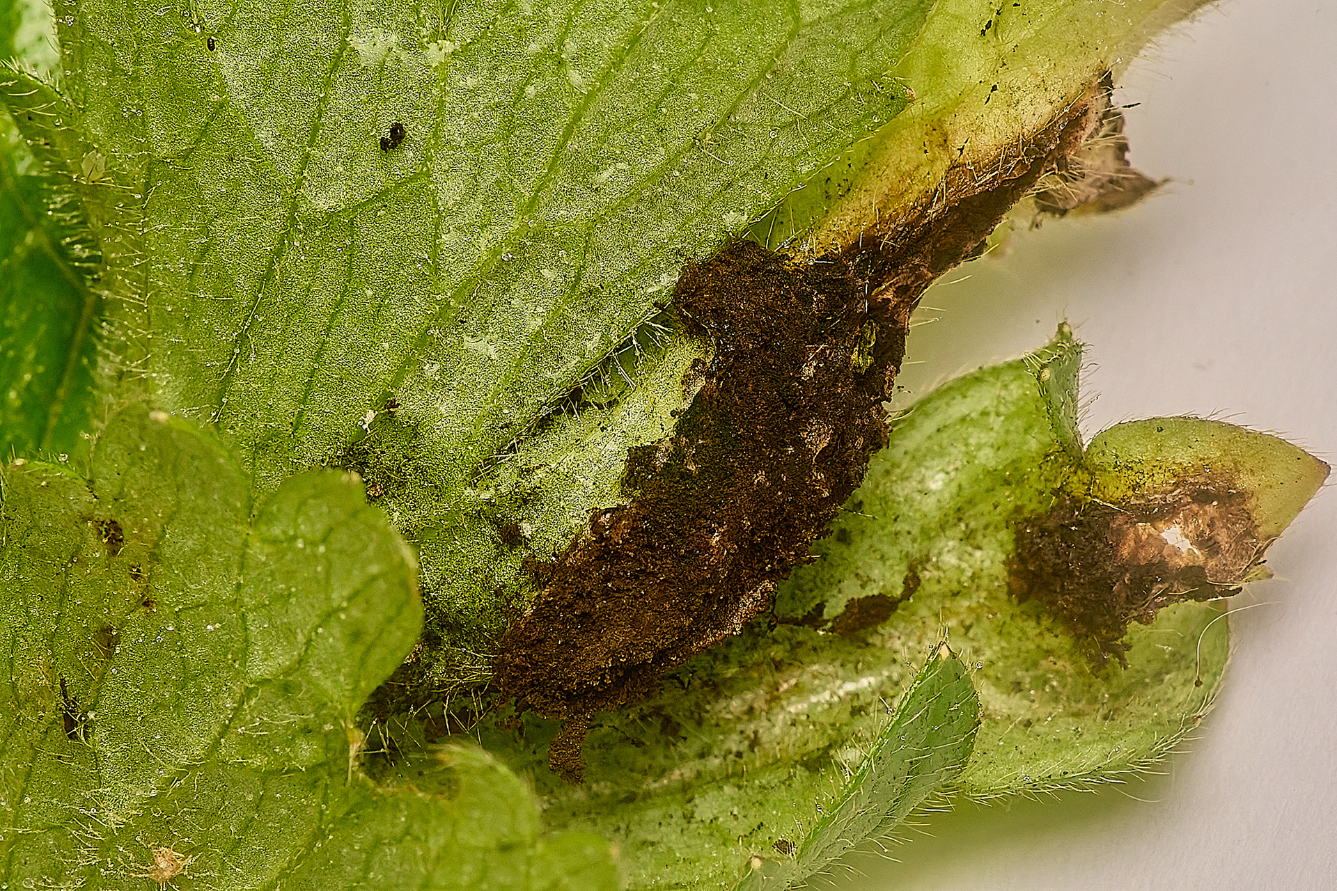 Rust on Creeping Buttercup (Urocystis ranunculi)