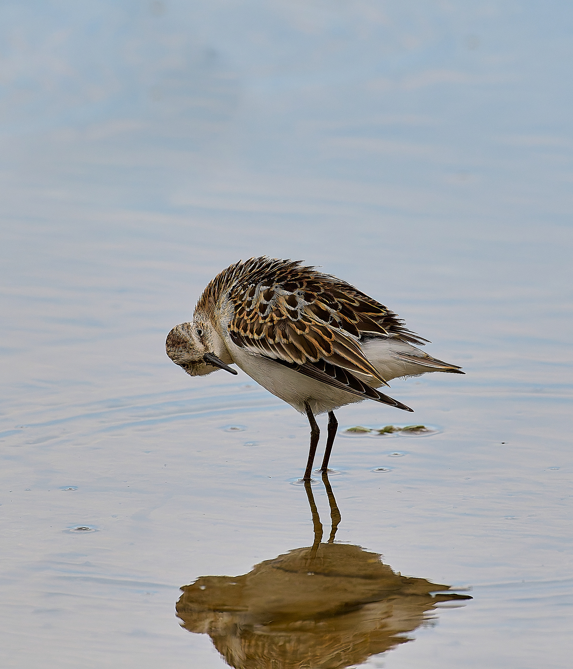 Titchwell Little Stint (Calidris minuta) 09/24