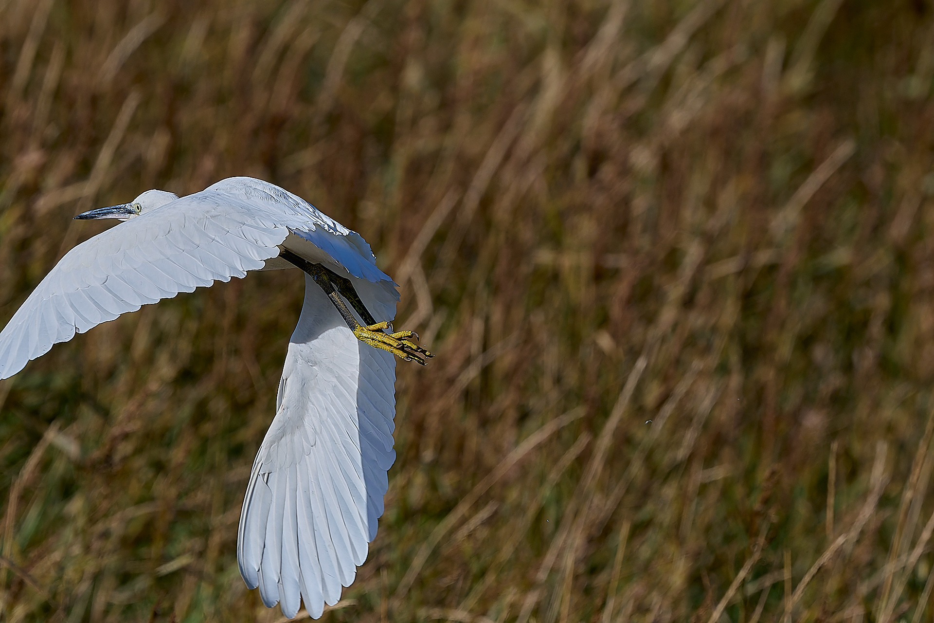 Little Egret (Egretta garzetta)
