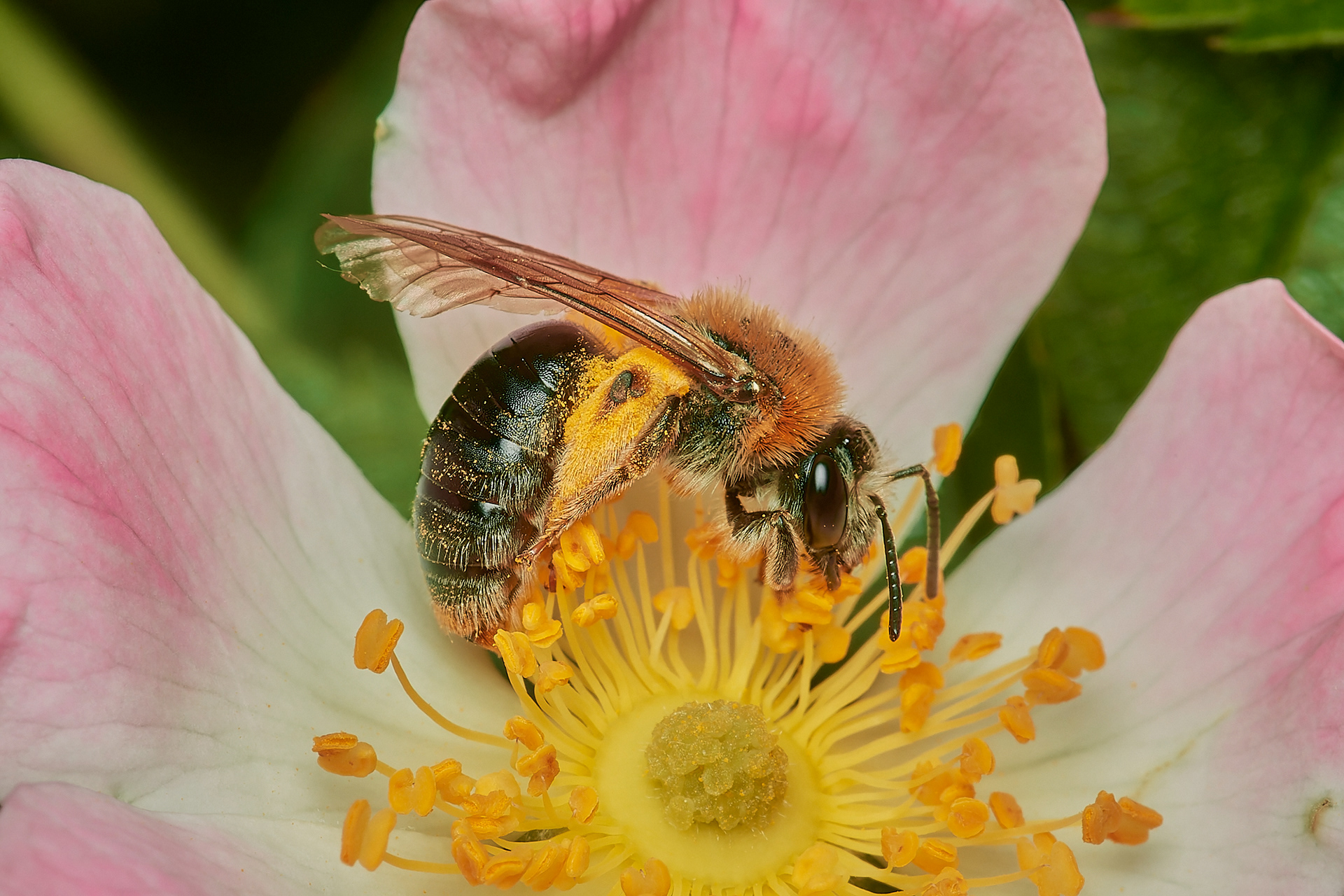 Orange-tailed Mining Bee ♀︎(Andrena haemorrhoa) Hanworth