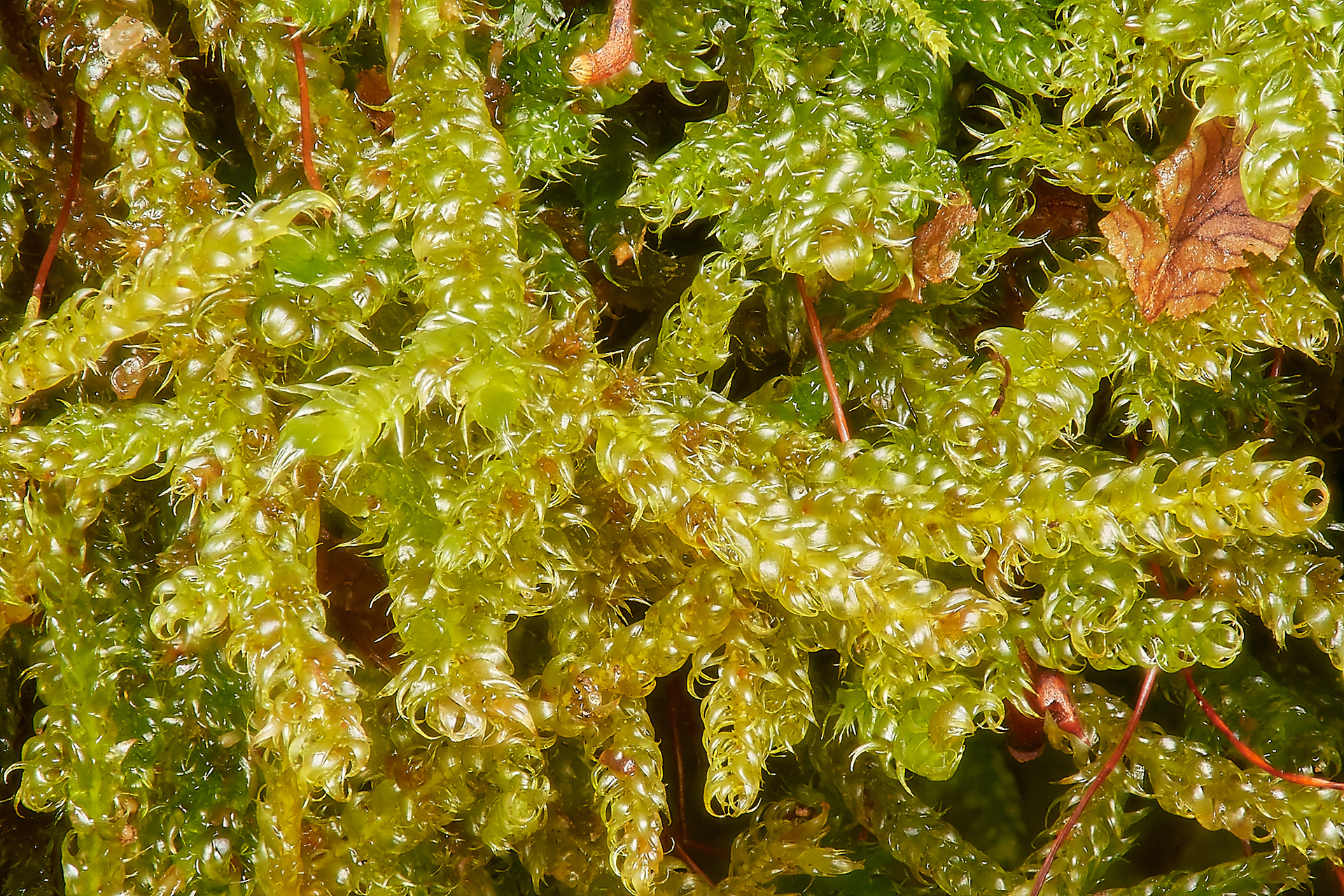 Silesian Feather-moss (Herzogiella seligeri)
