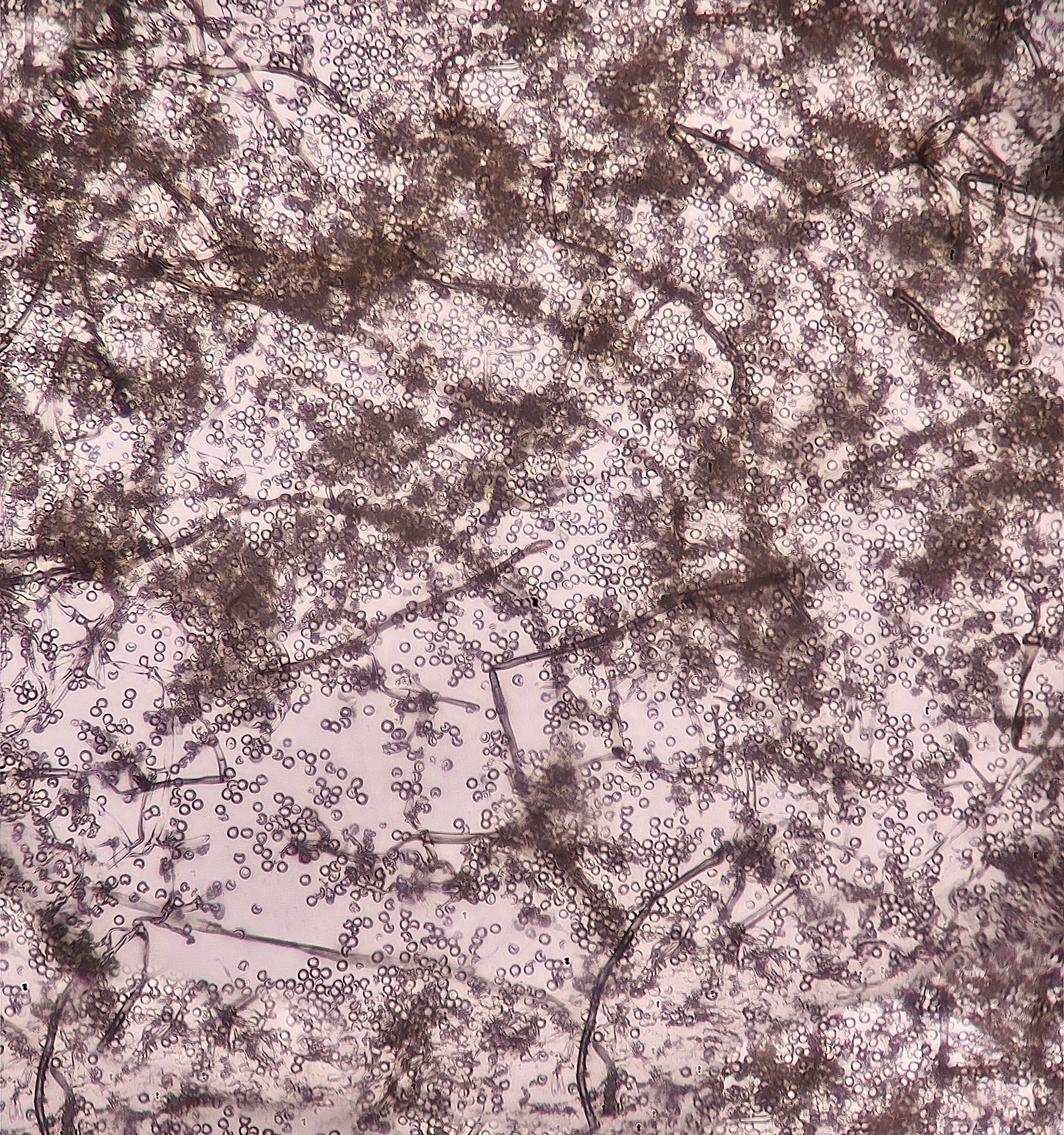Mildew Sp?