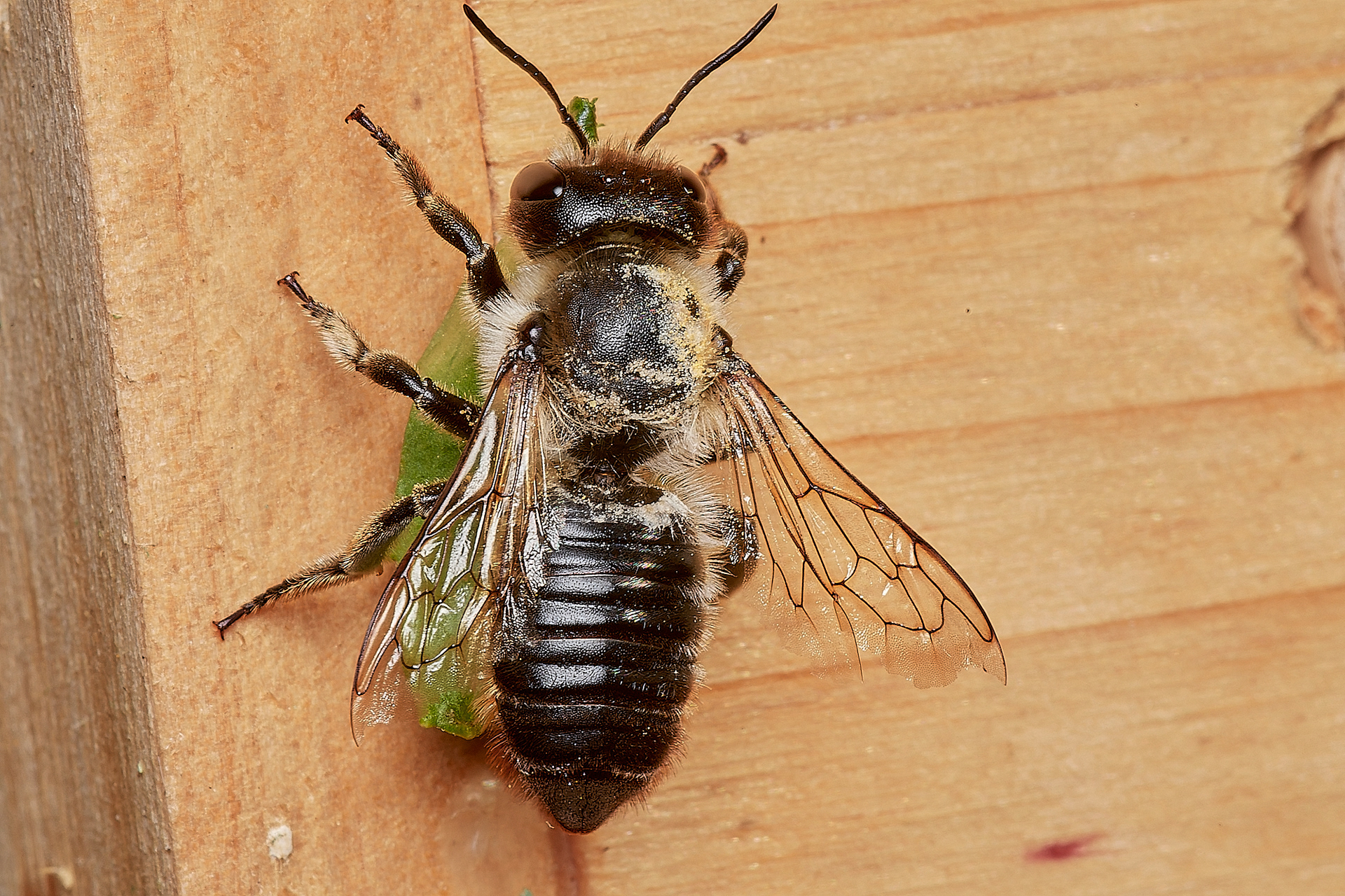 Willughby's Leafcutter Bee♀︎ (Magacgile willughbiella) Hanworth