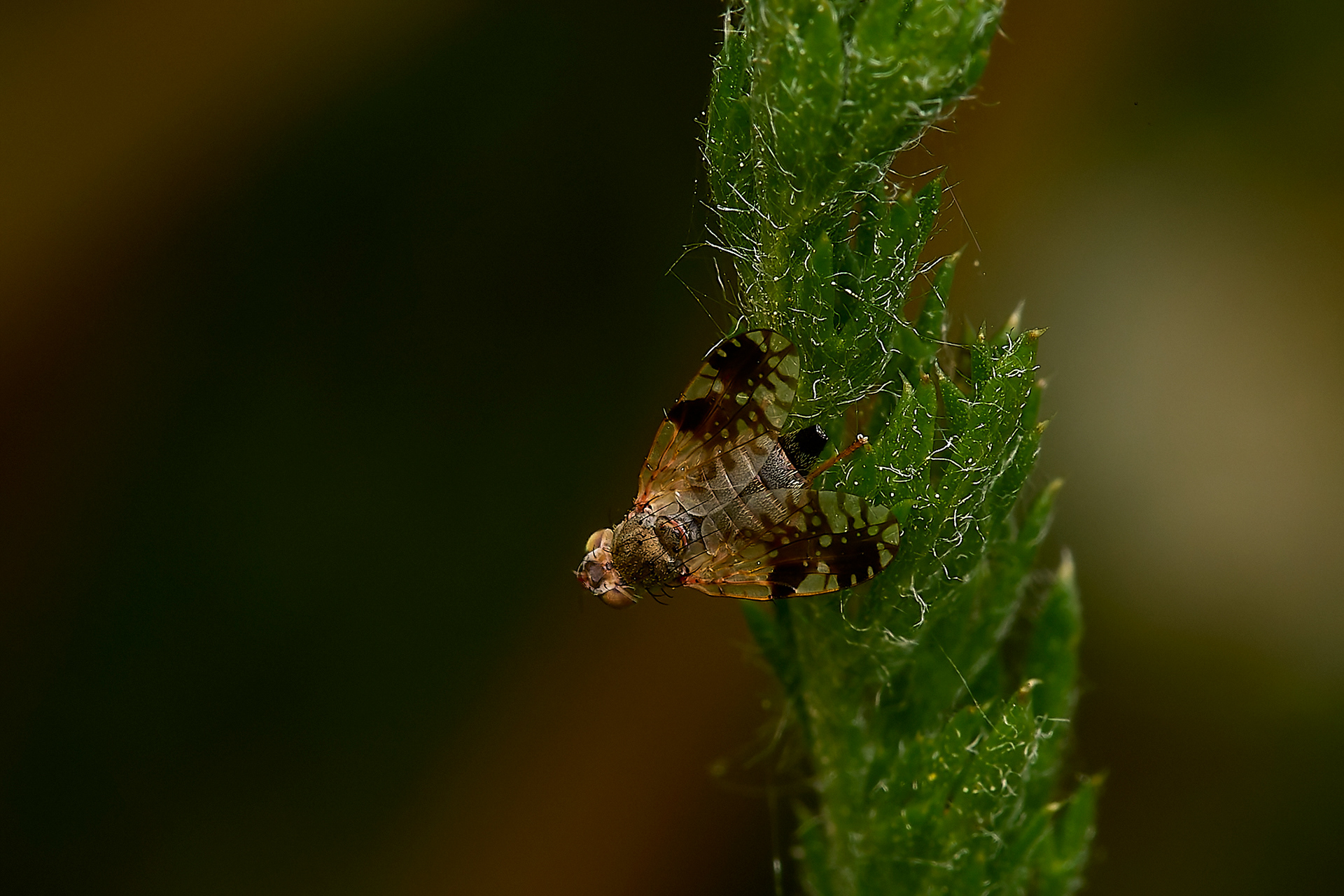 Tephritis Sp