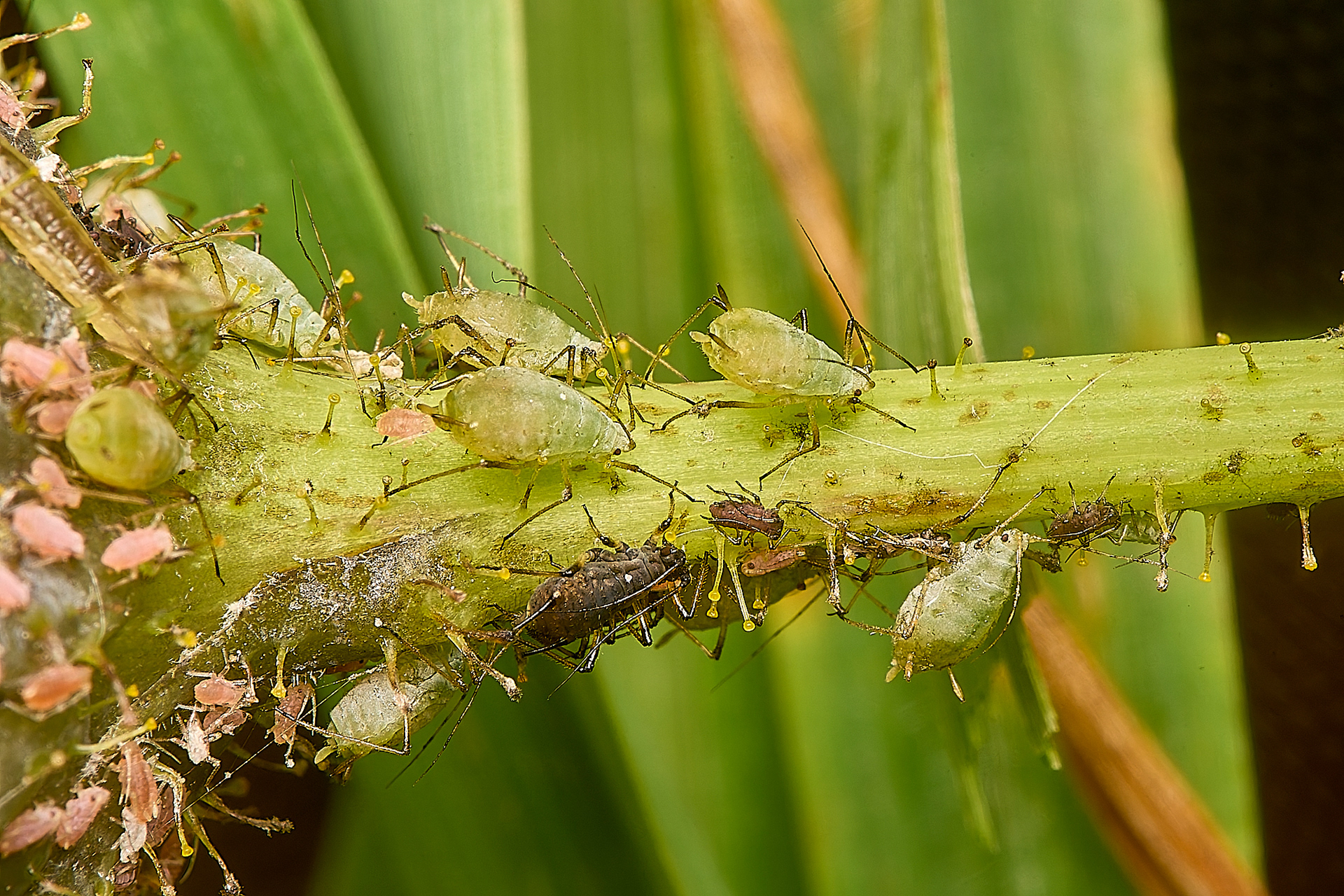 Potato Aphid (Macrosiphum euphorbiae)