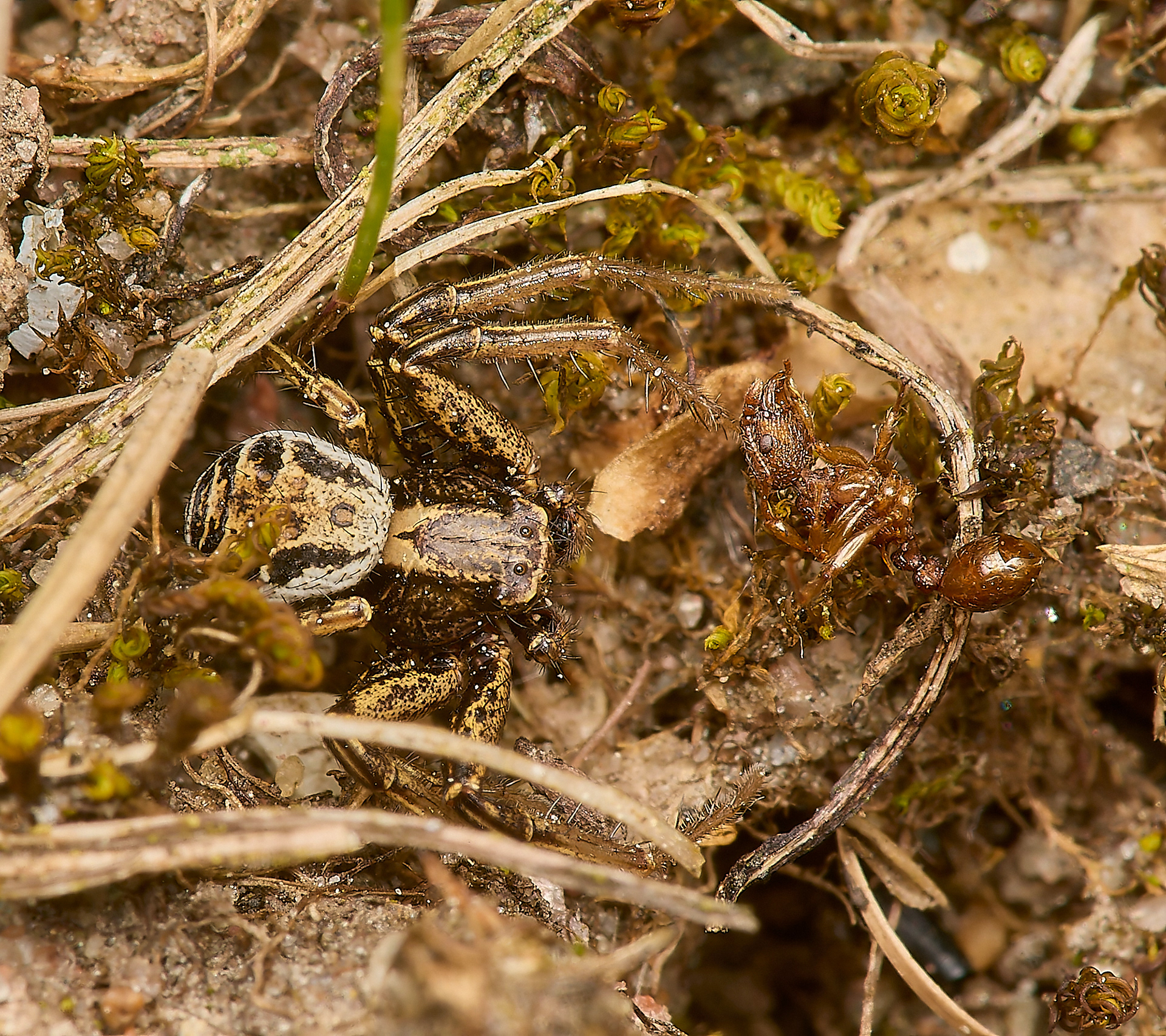 Crab Spider (Xysticus ulmi/cristatus)