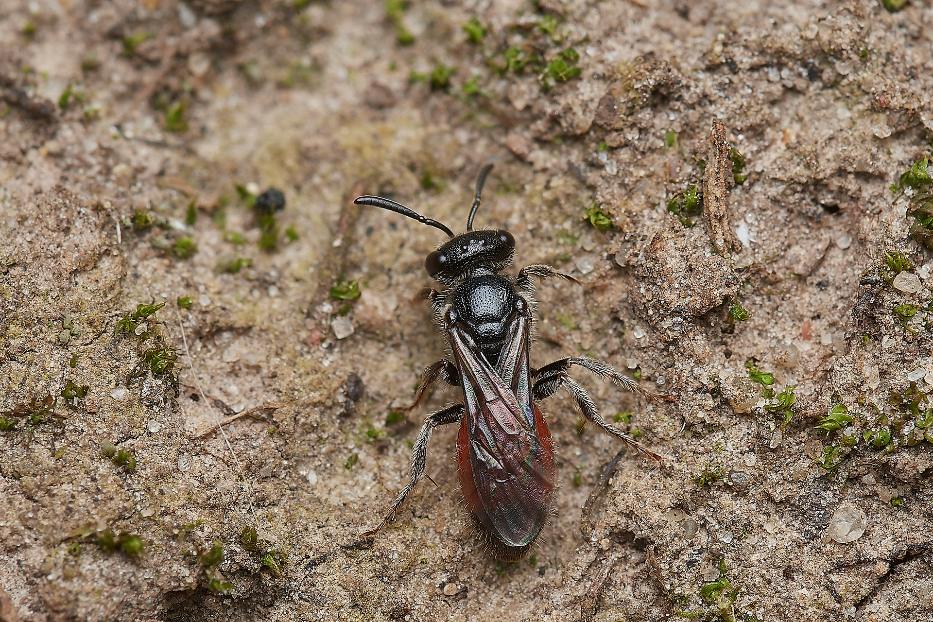 Blood Bee Sp (Sphecodes Sp) Hanworth
