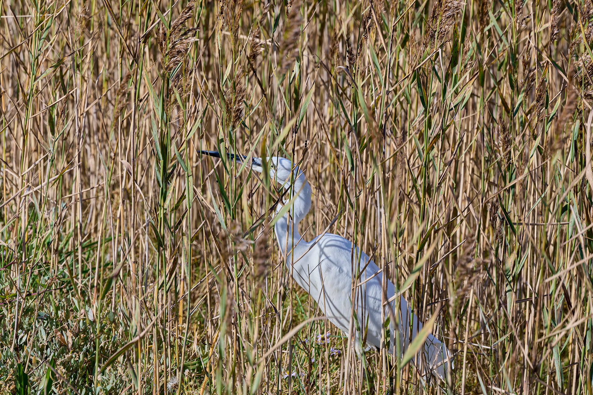 Little Egret (Egretta garzetta)