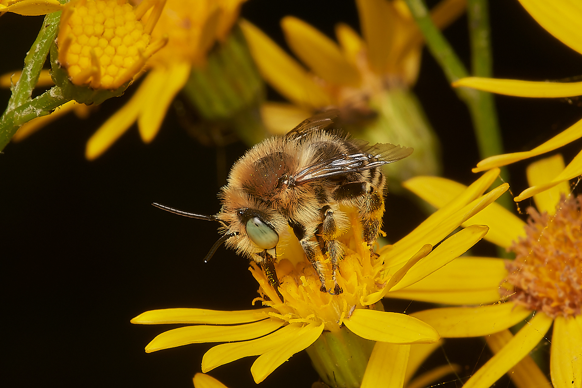 Green-eyed Flower Bee (Anthophora bimaculata) Broadland Country Park