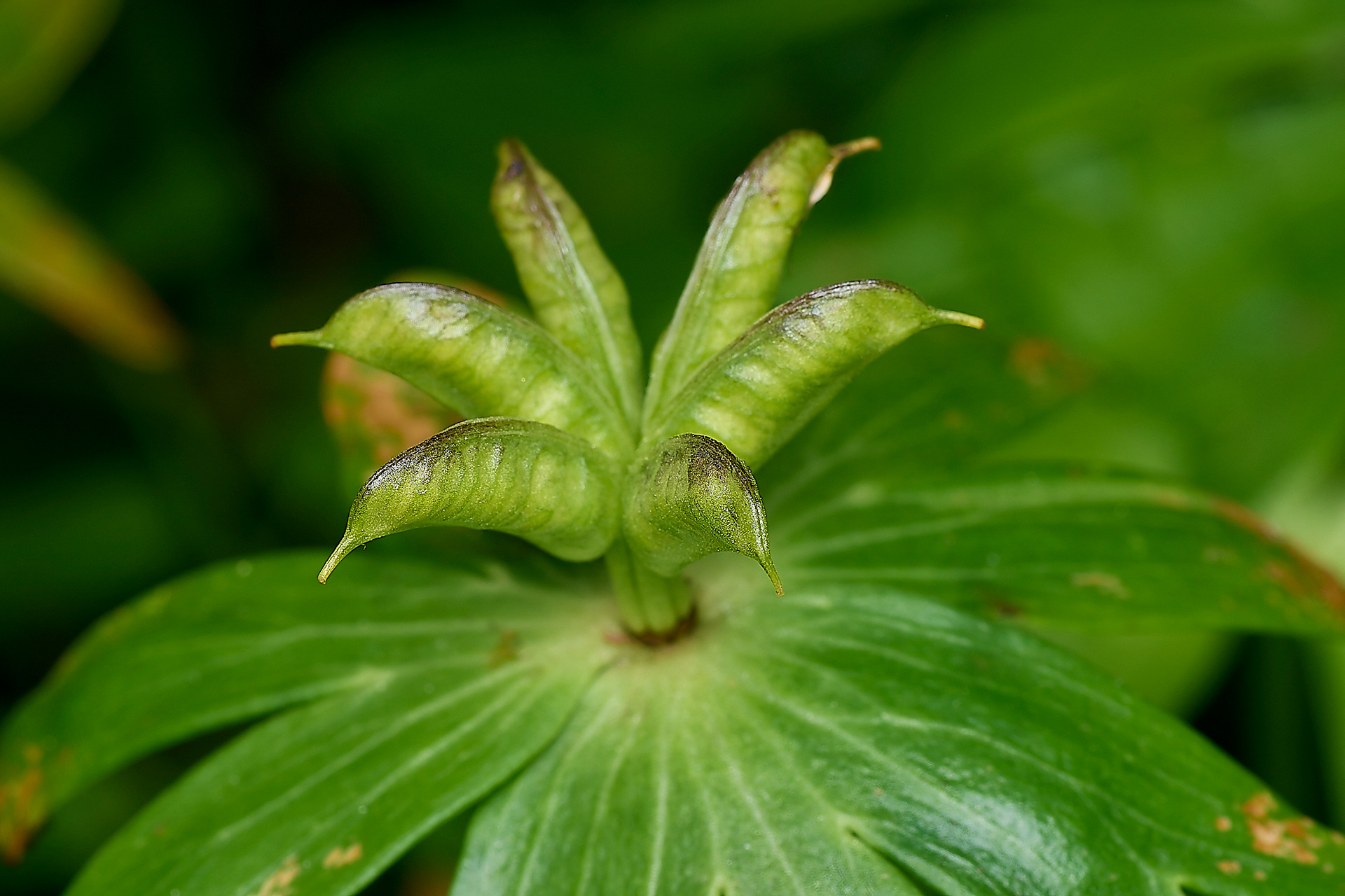 Winter Aconite (Eranthis hyemalis)