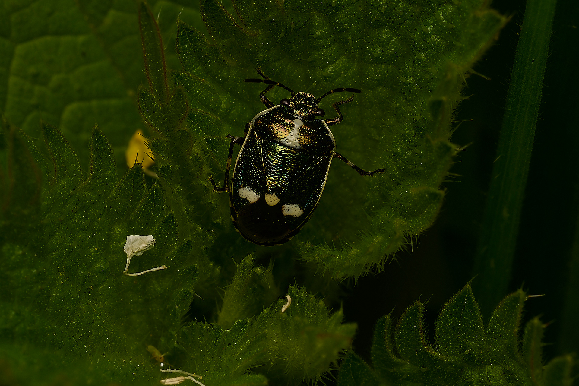 Cricufer Shieldbug (Euryderm oleracea)