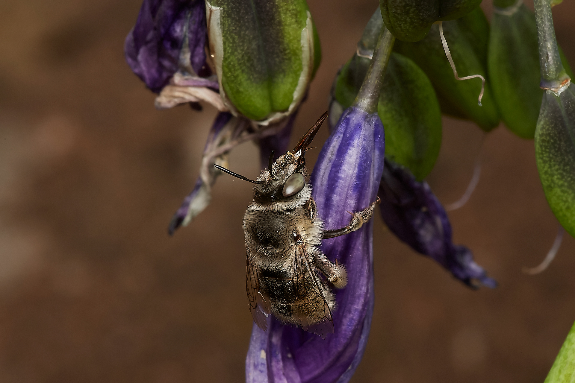 Four-banded Flower Bee (Anthophora quadrimaculata) A Norwich Garden