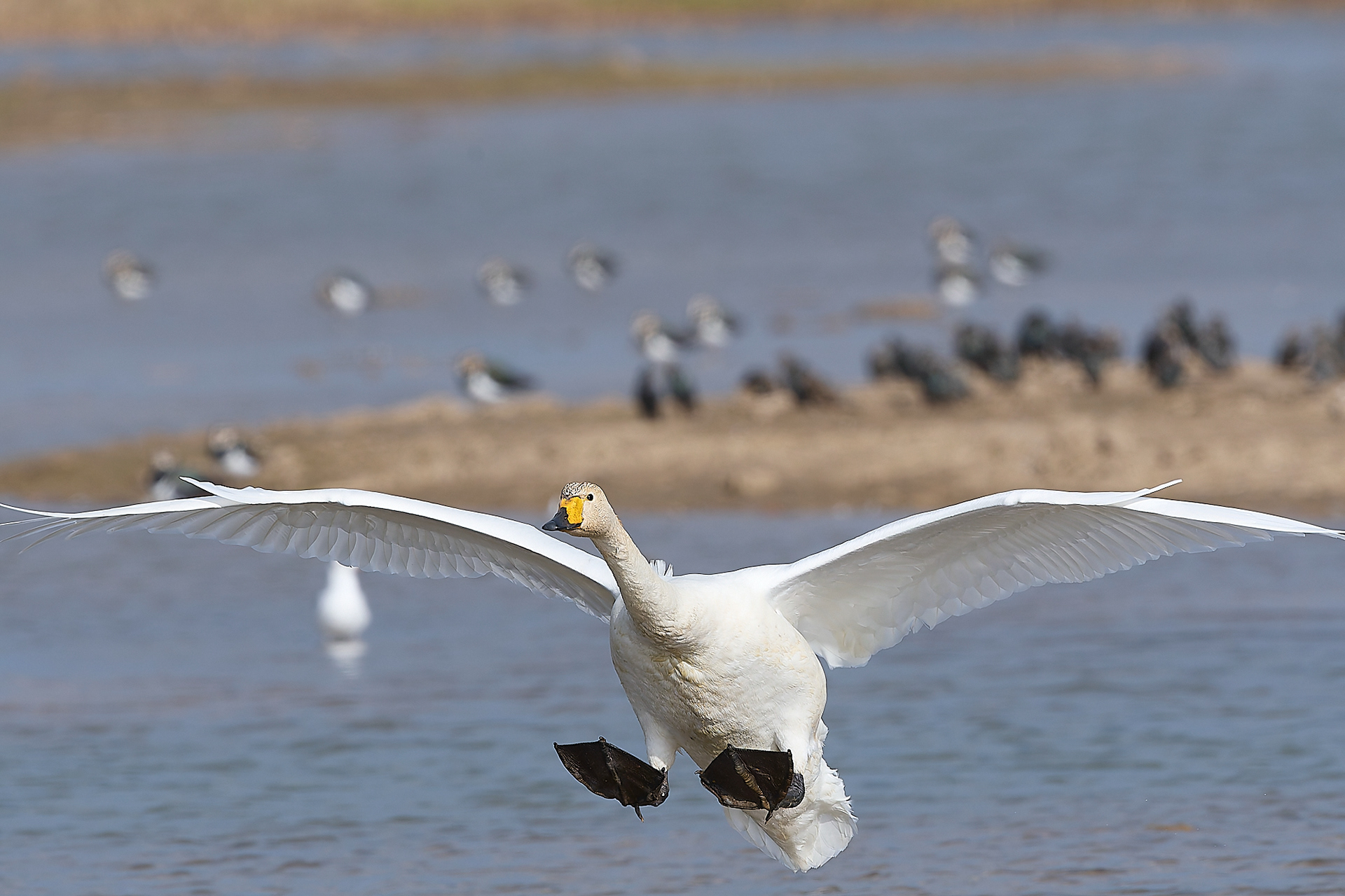 Whooper Swam (Cygnus cygnus)
