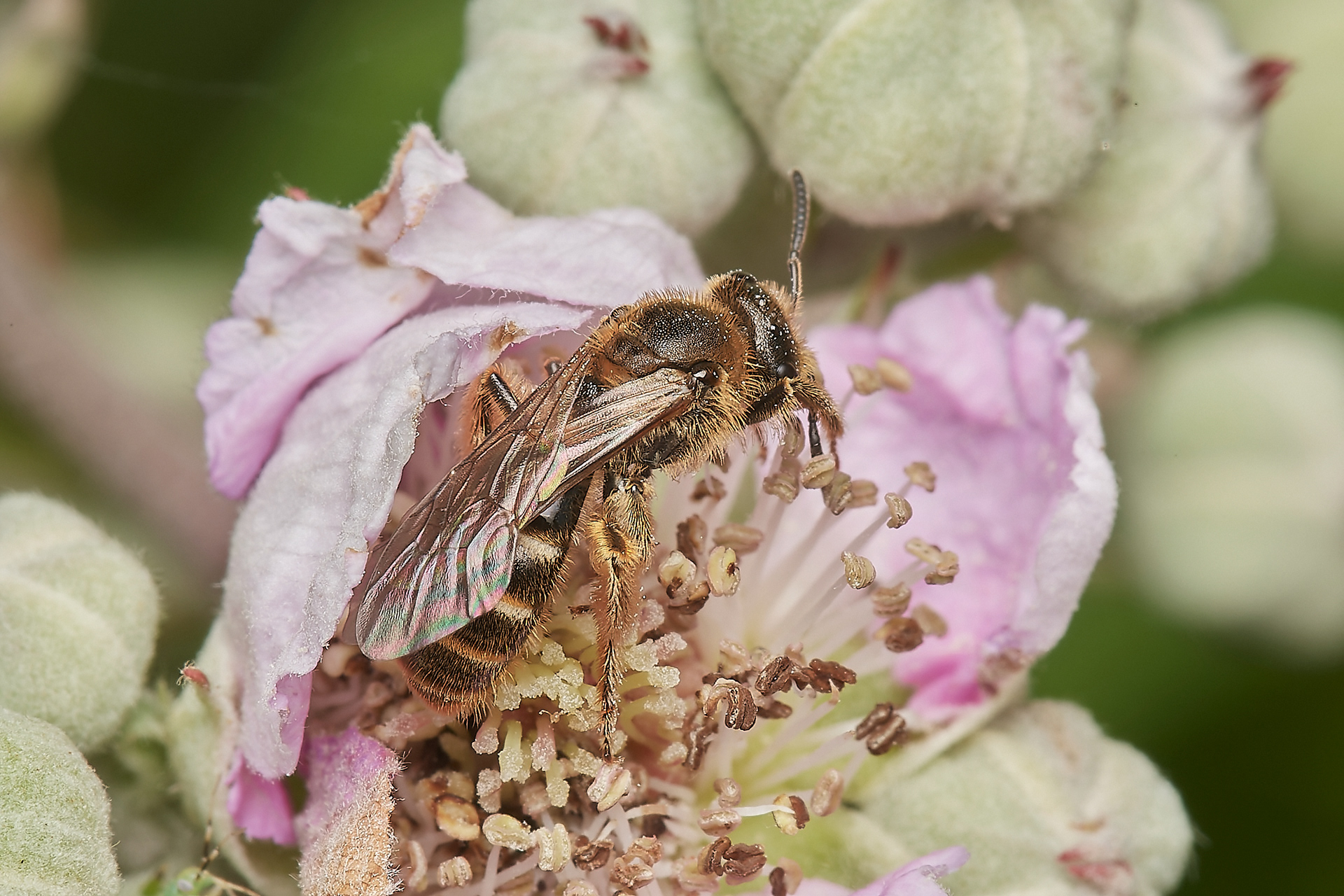 Furrow Bee Sp (Lasioglossum Sp) Hanworth