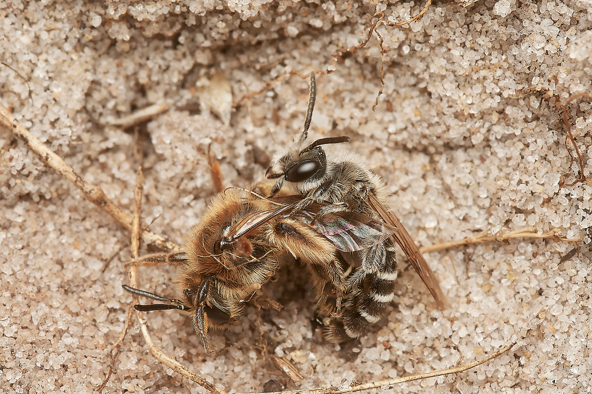 Small Sandpit Ming Bee (Andrena argentata) Roydon Common
