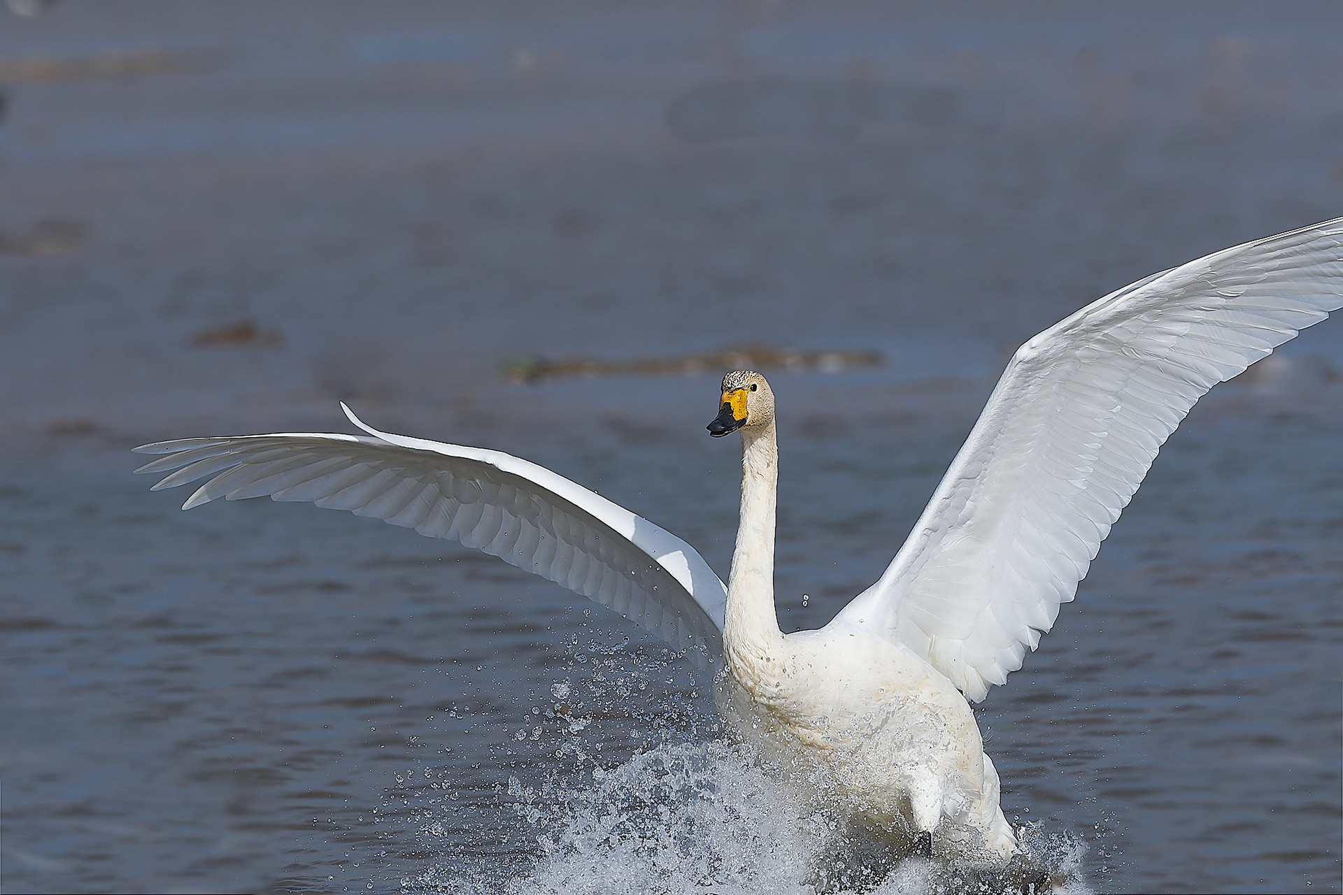 Whooper Swam (Cygnus cygnus)