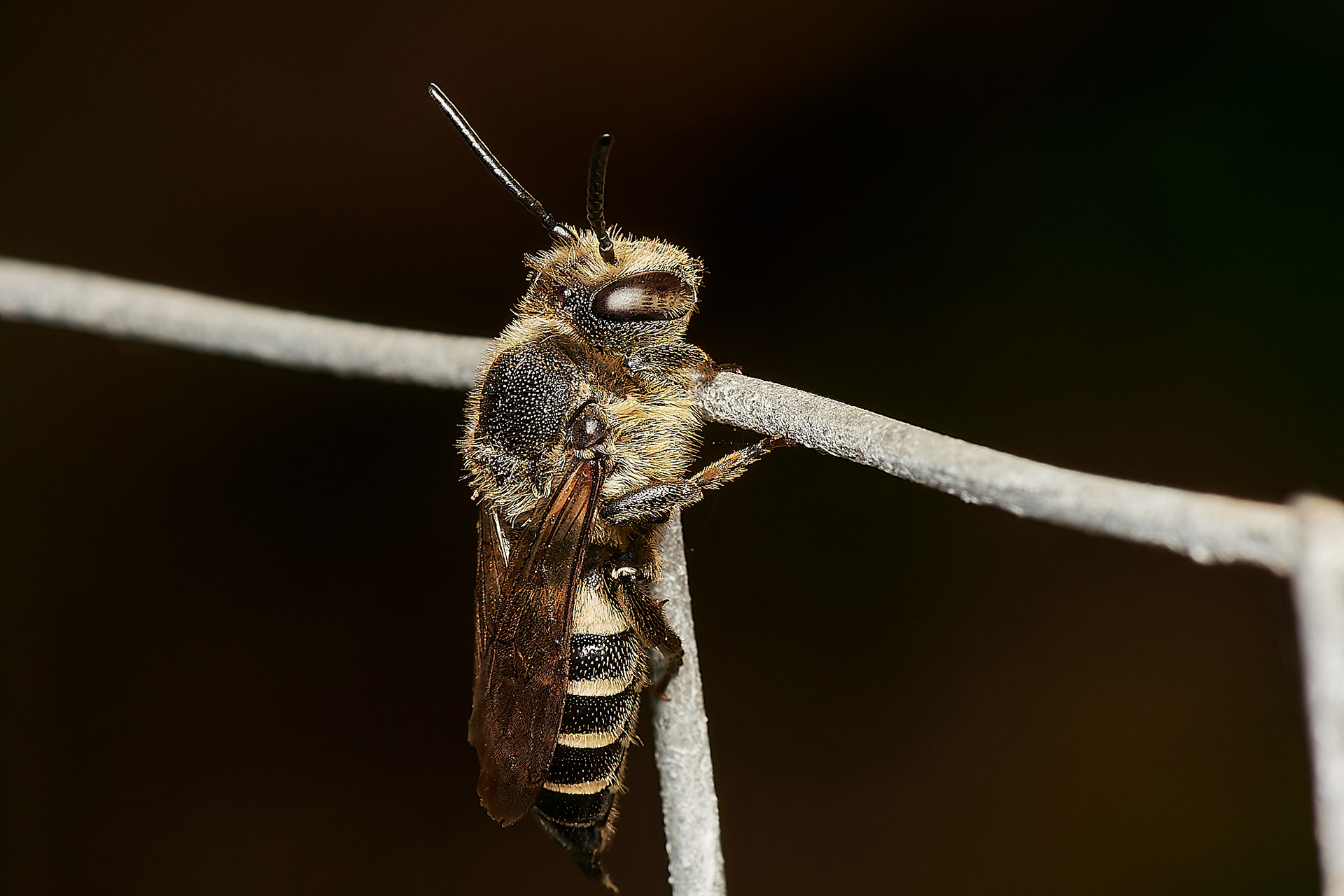 Dull-vented Sharp-tail Bee ♀︎ (Coelioxys elongata) Hanworth