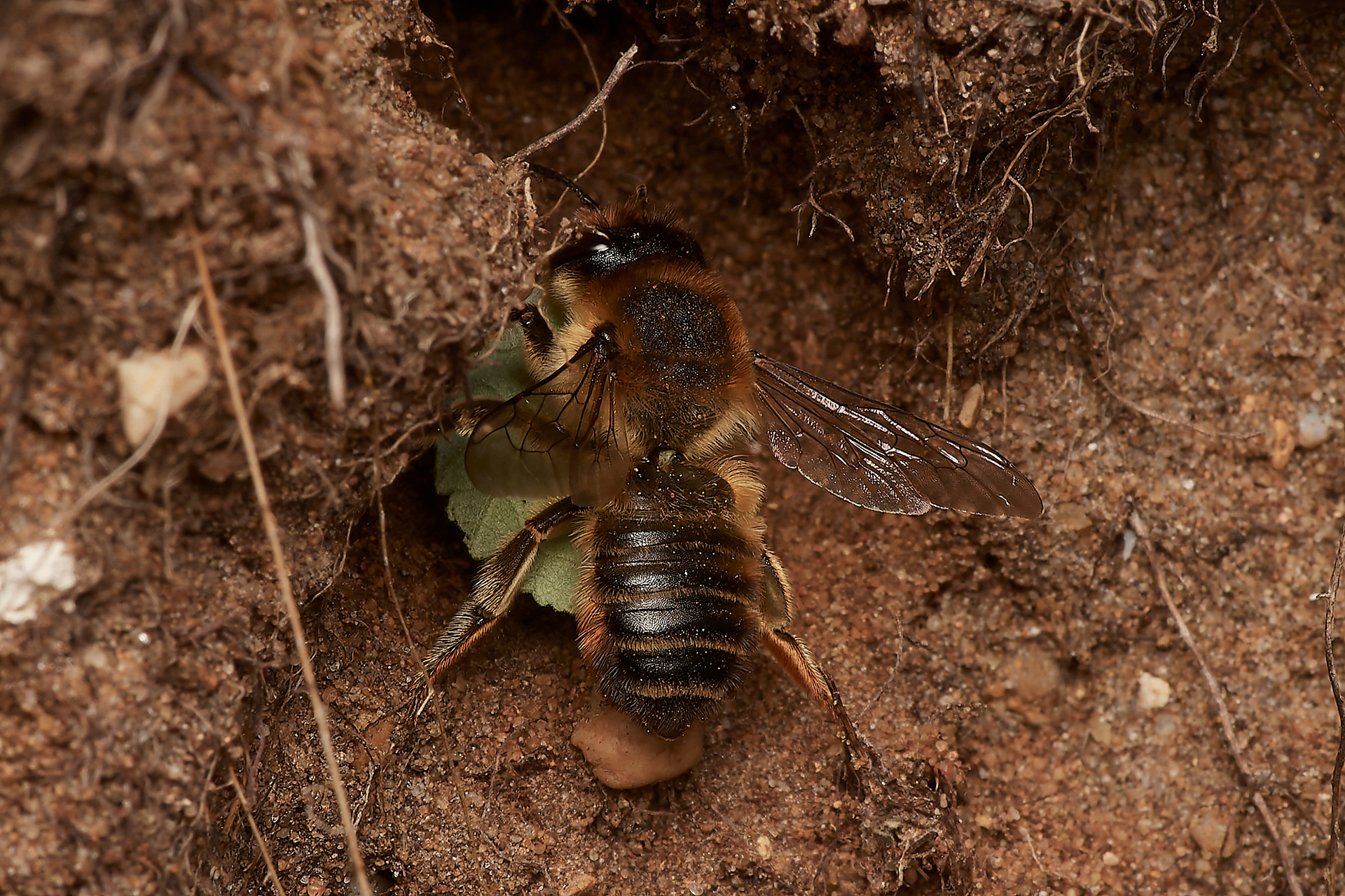 Coastal Leafcutter Bee ♀︎(Megachile maritima) Spalla Gap