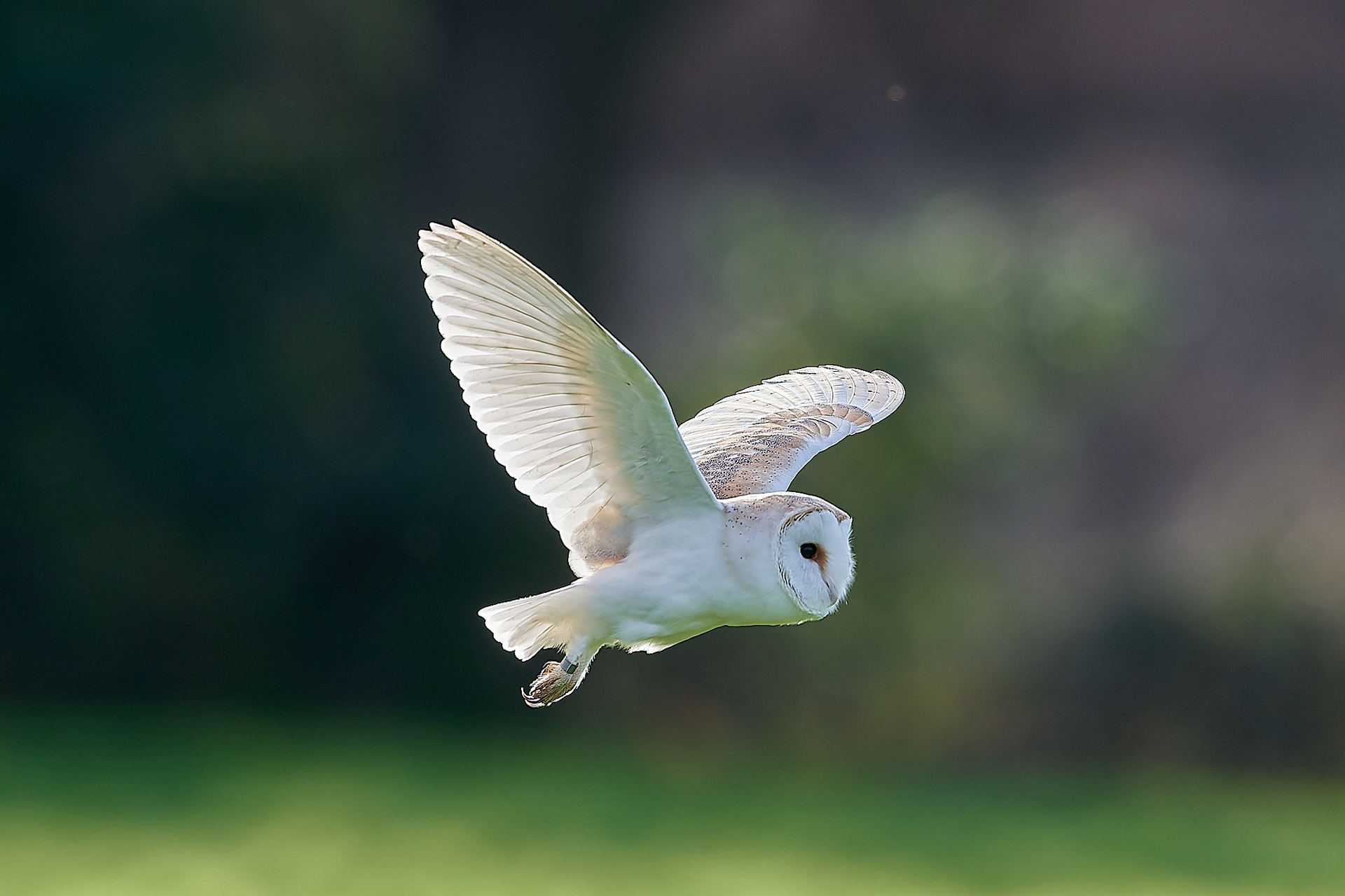 Barn Owl (Tyto alba)