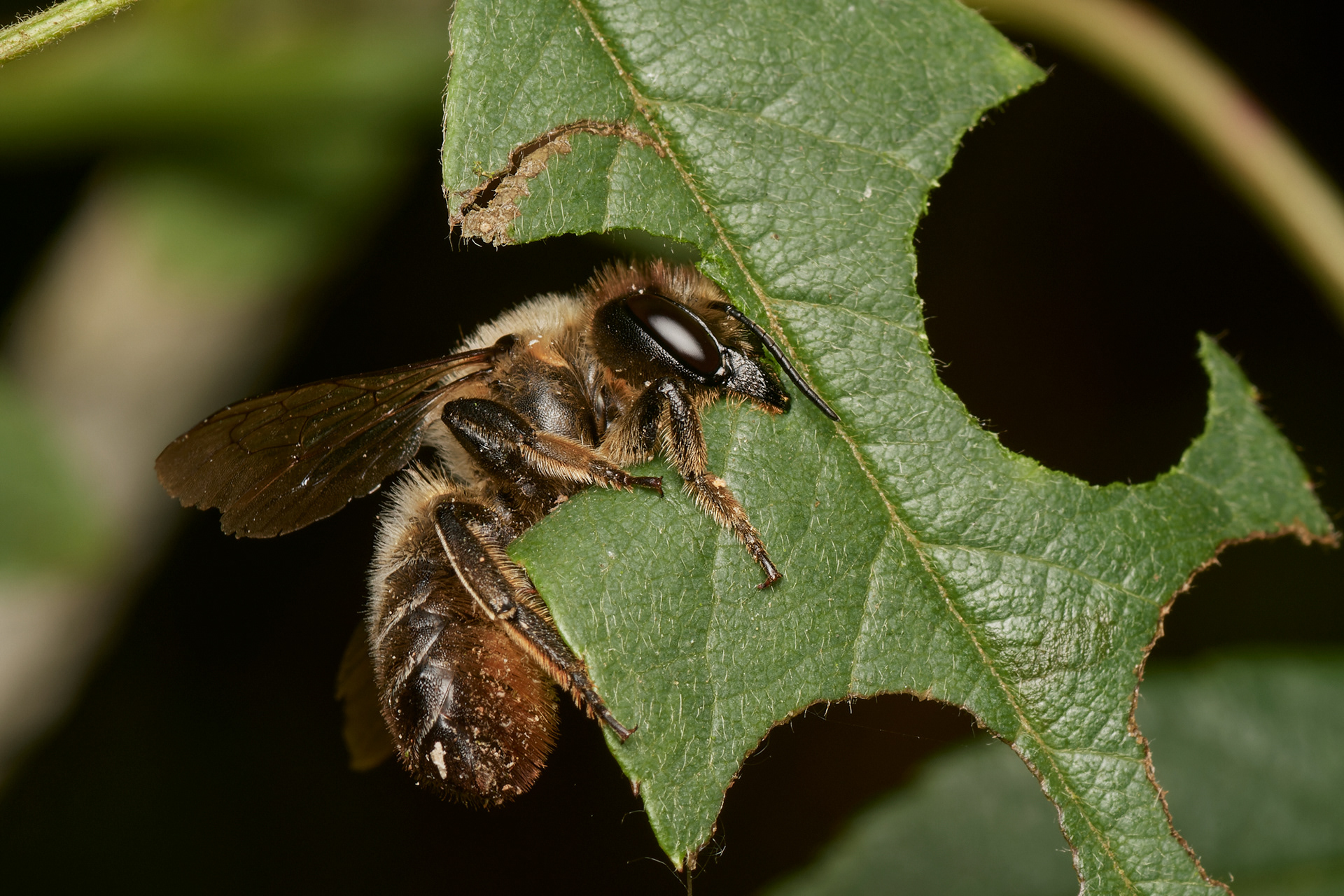 Willughby's Leafcutter Bee (Megacile willughbiella) Hanworth