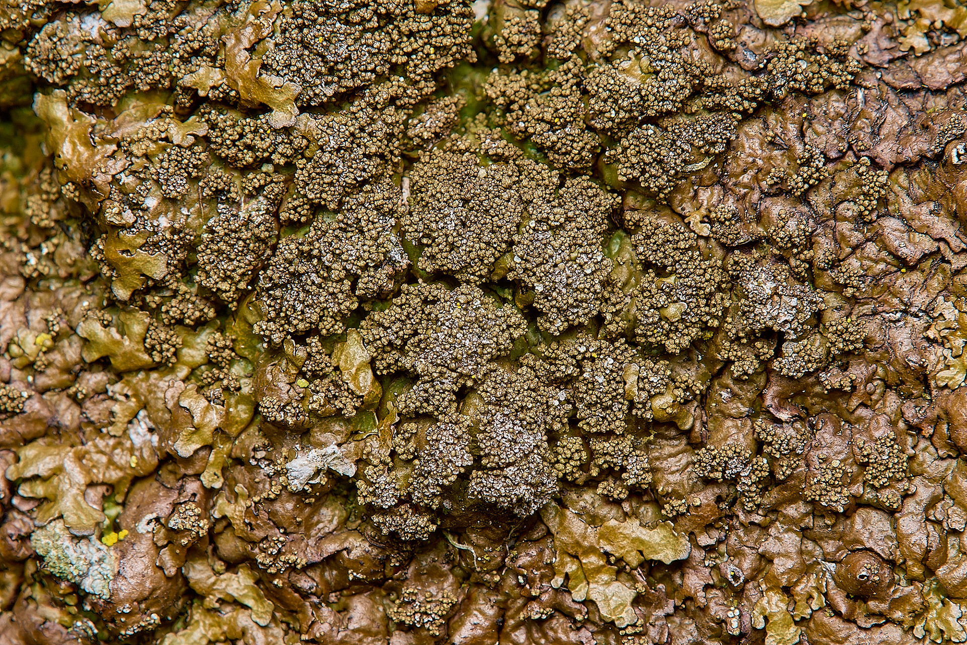 Xanthoparmelia verruculifera