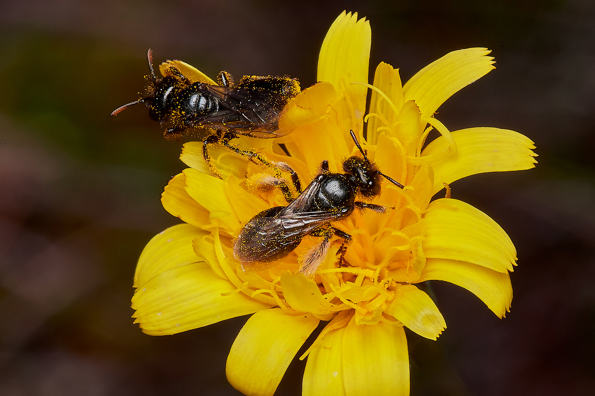 Small Shaggy Bee (Panurgus calcuratus) Santon Downham