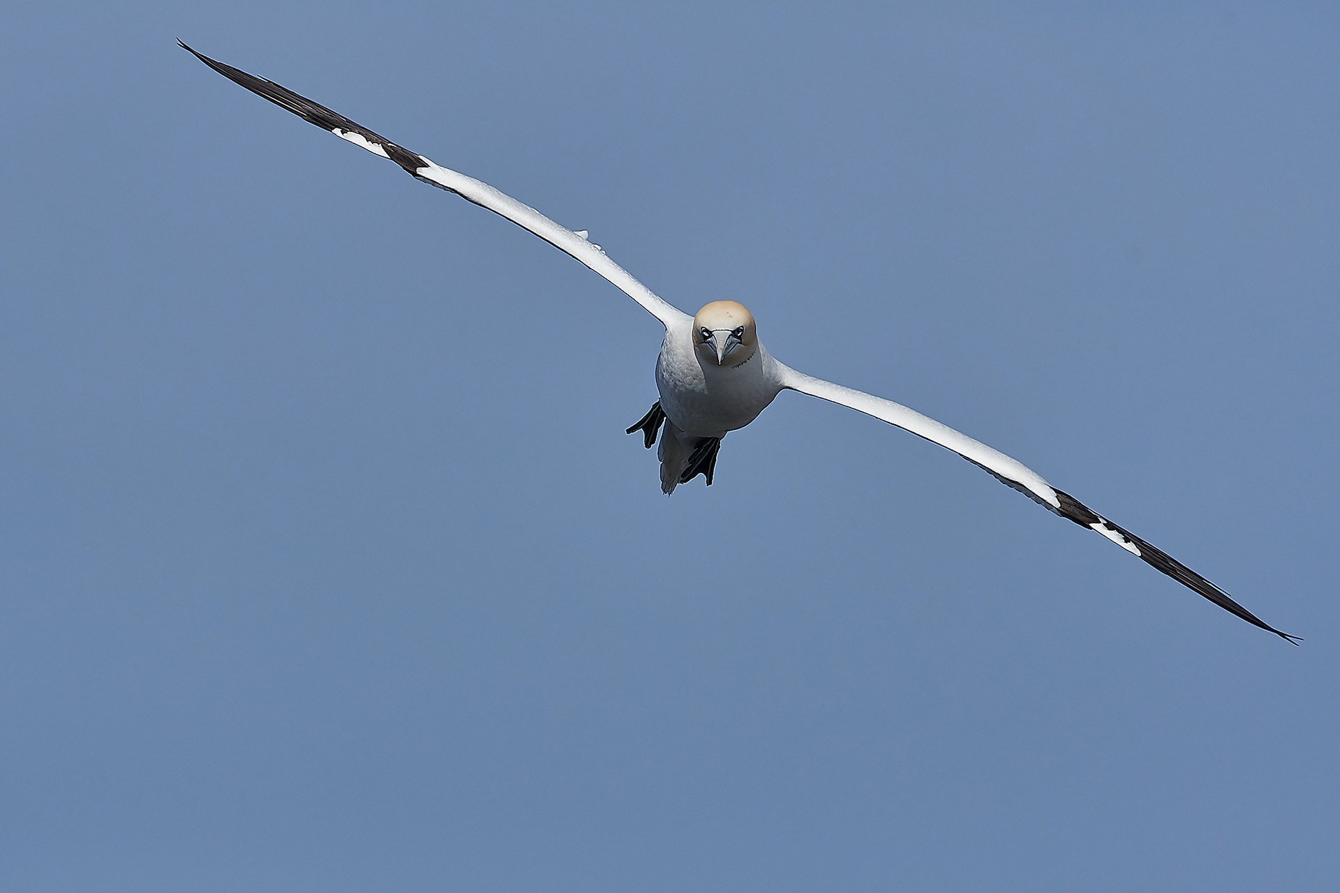 Gannets (Morus bassanus)