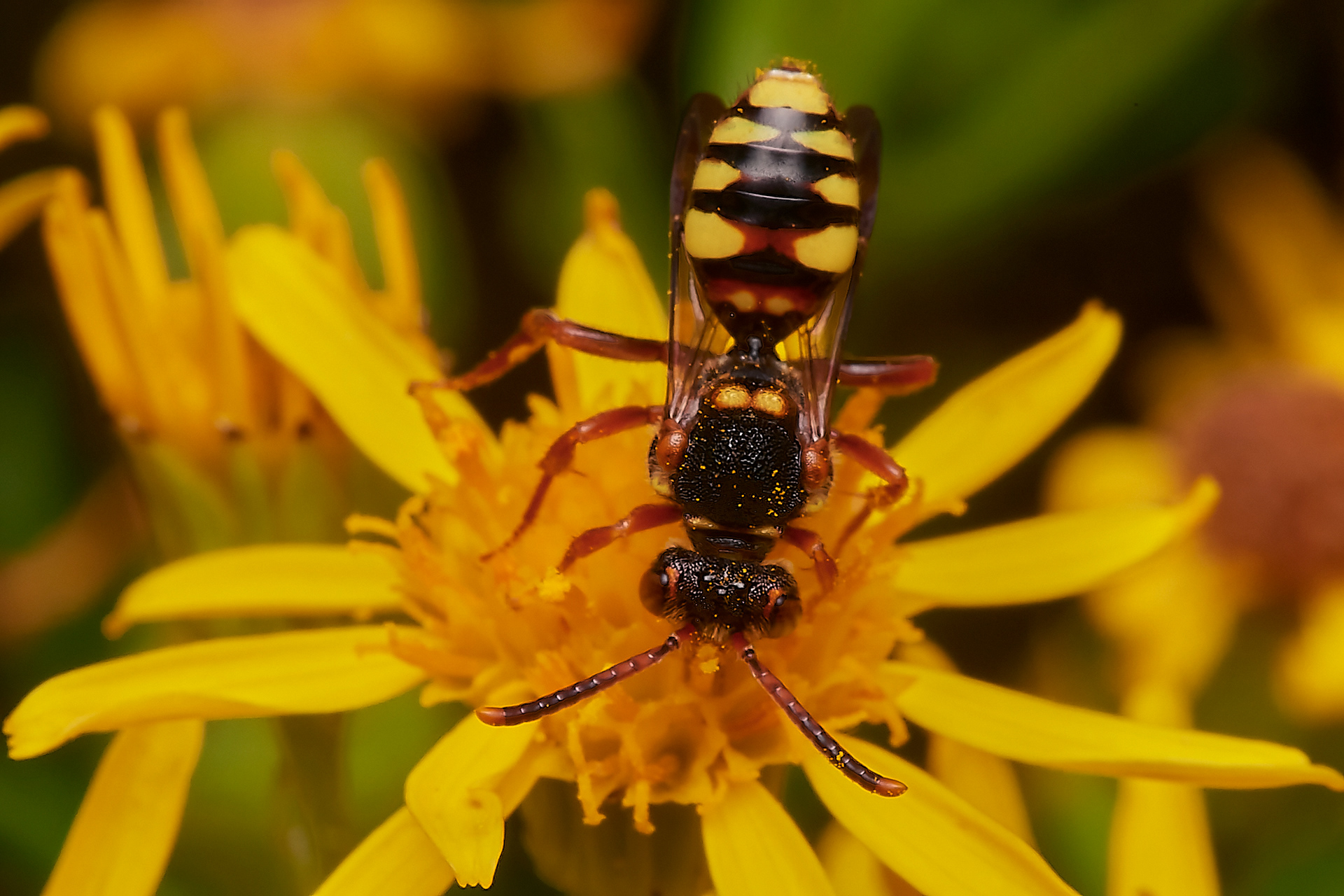 Variable Nomad Bee ♀︎(Nomada zonata) Santon Downham