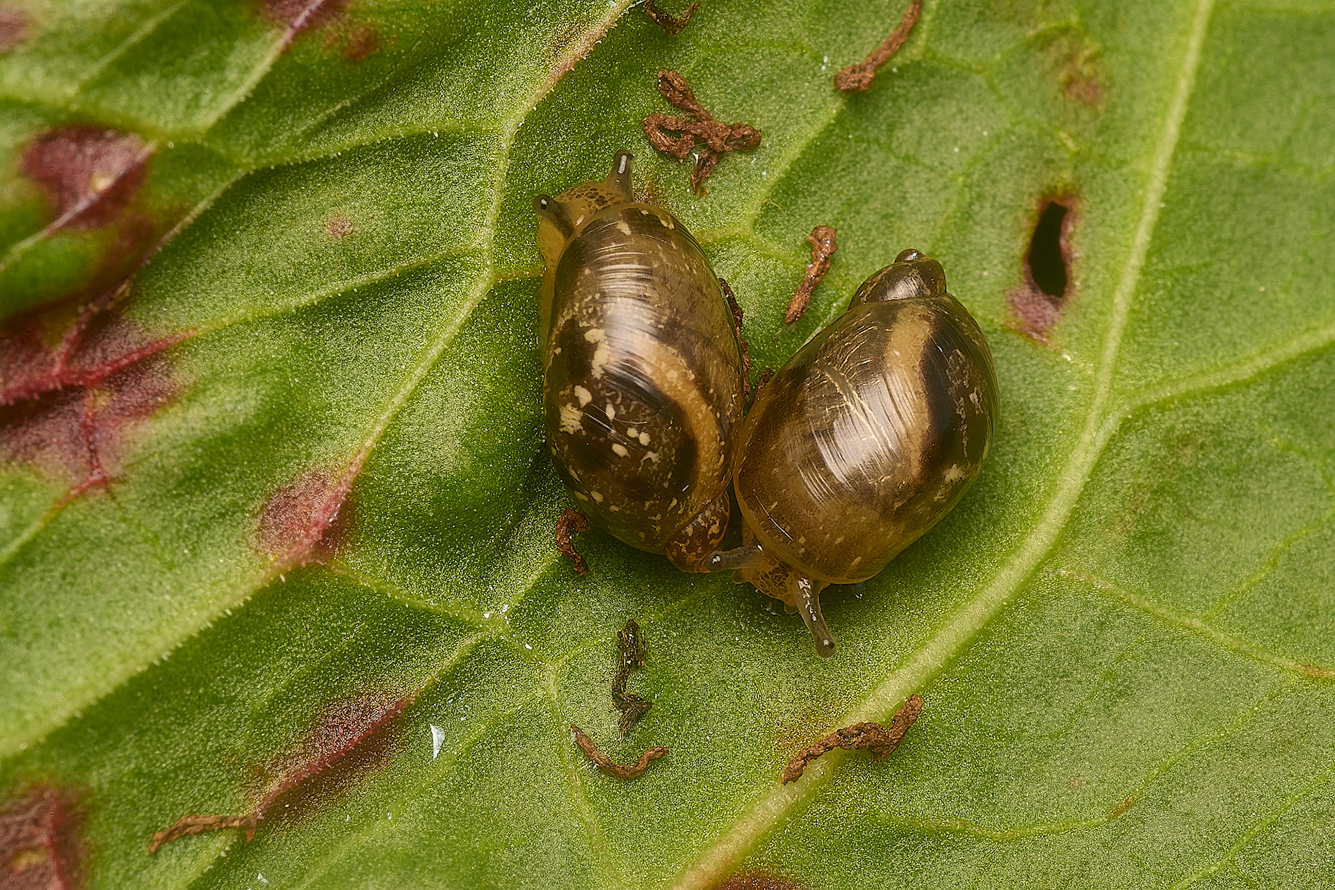 Amber Snail (Succinia putris)