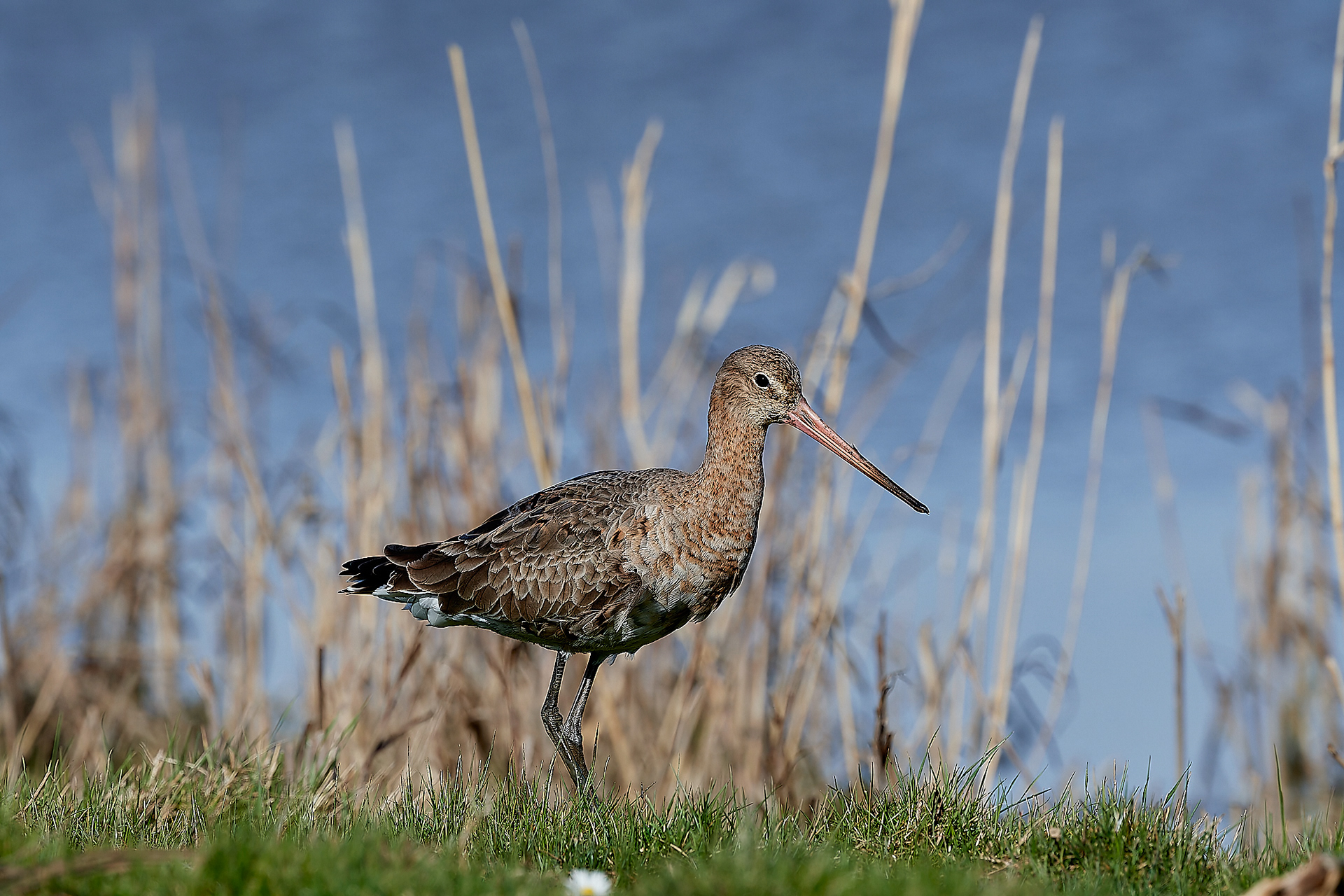 Black-tailed Godwit (Limosa limosa) Cley