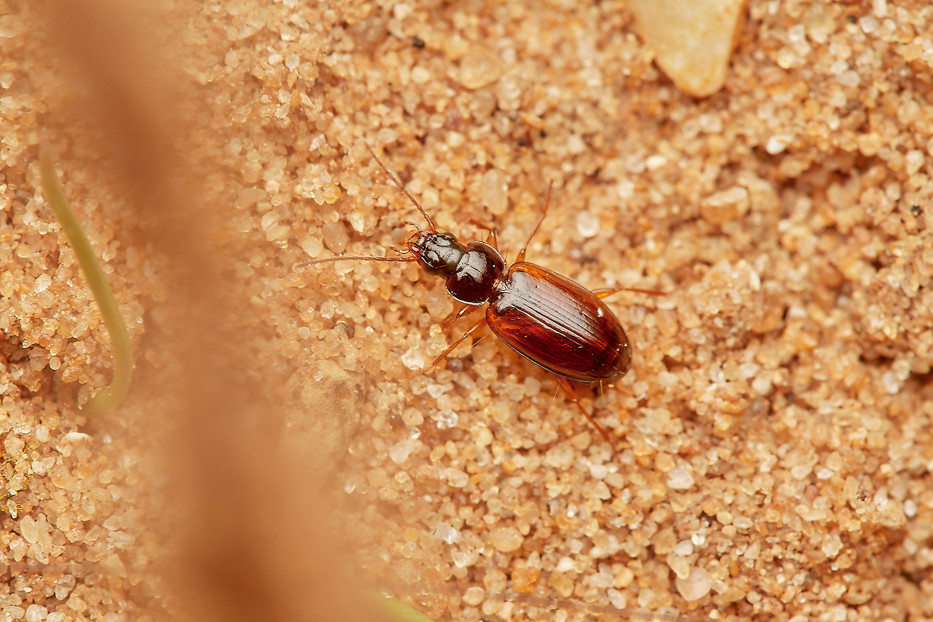 Trechnus obtusus? Gramborough Hill