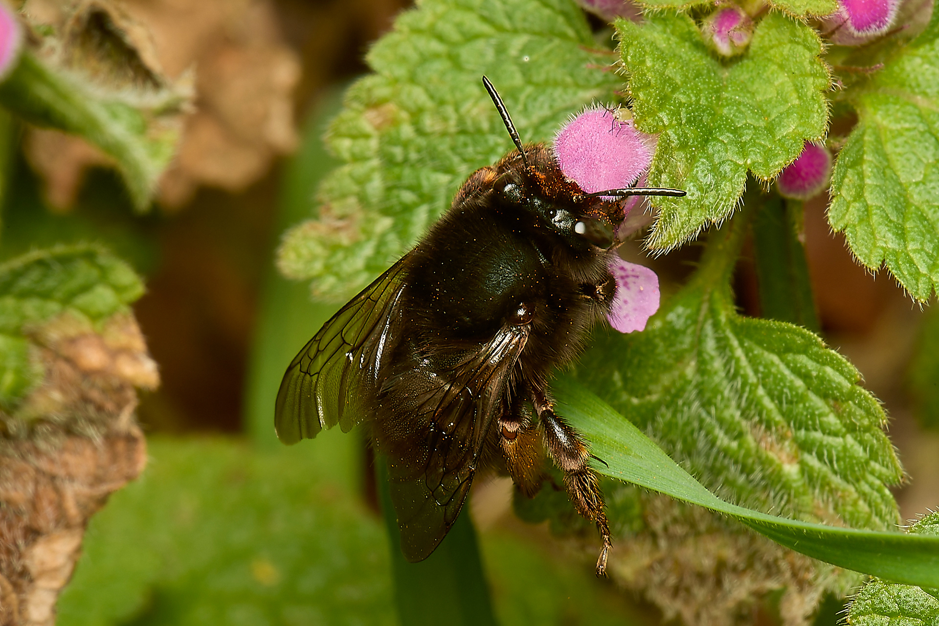 Hairy-footed Flower Bee ♀︎(Anthrophora plumipes)