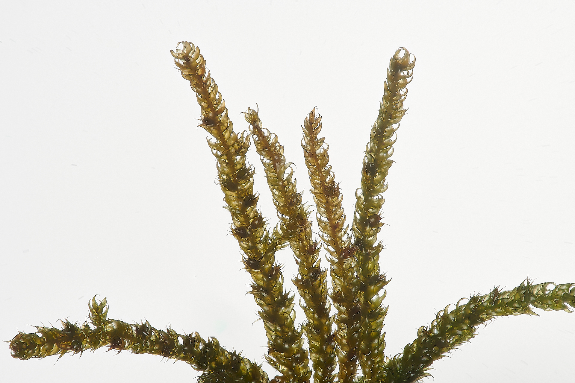Early Sand Grass (Mibora minima)