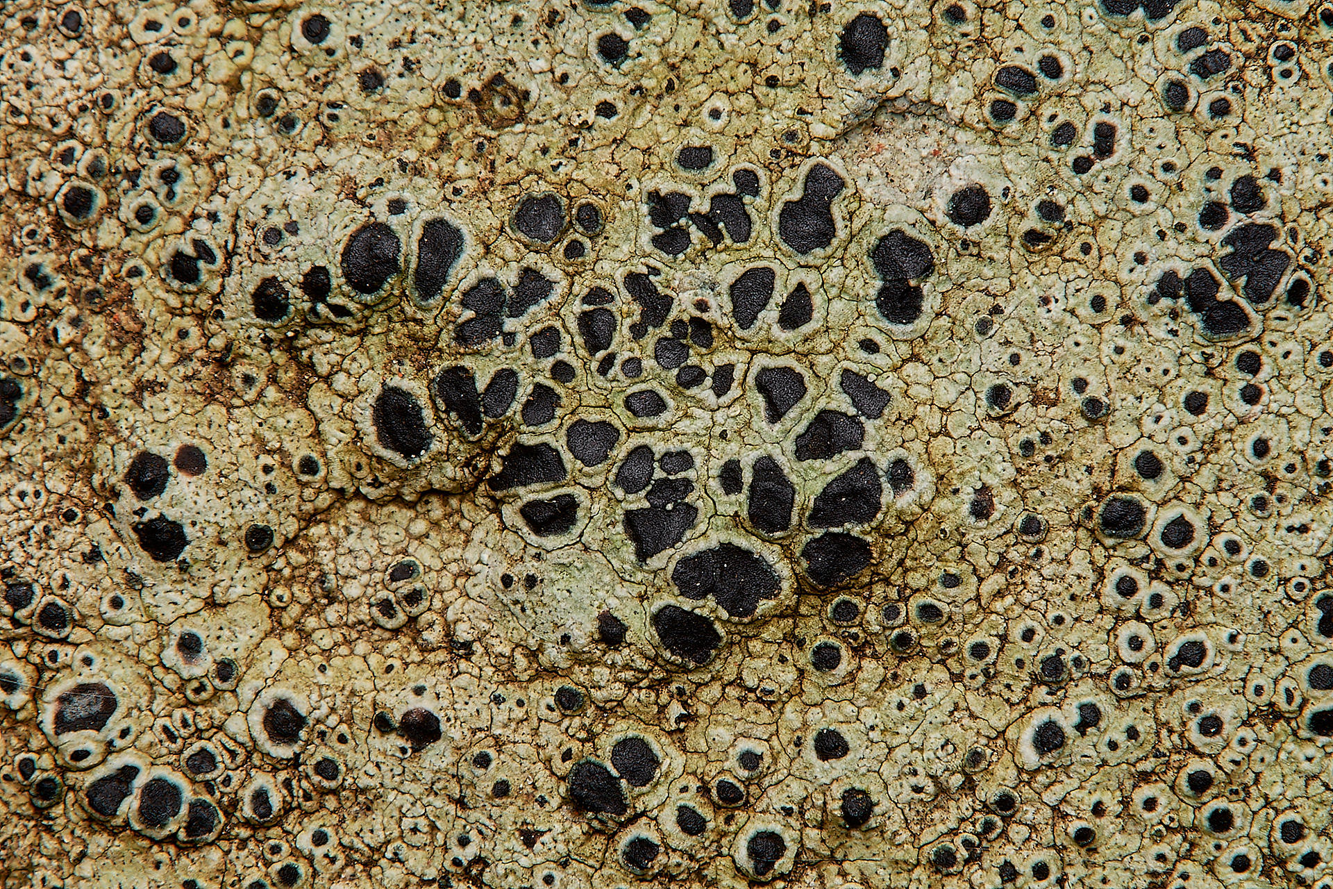 Lichen Sp Blakemey