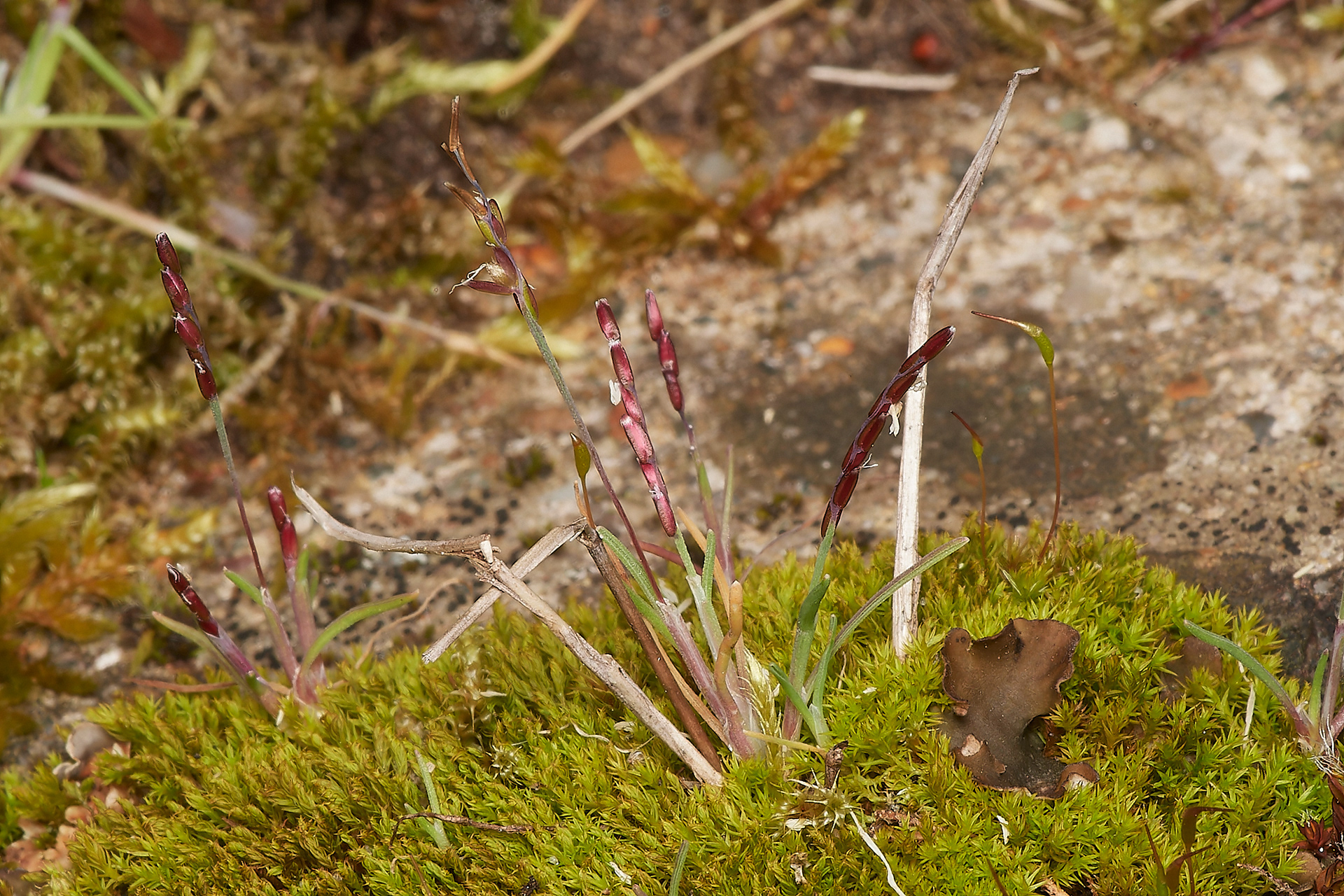 Early Sand Grass (Mibora minima)