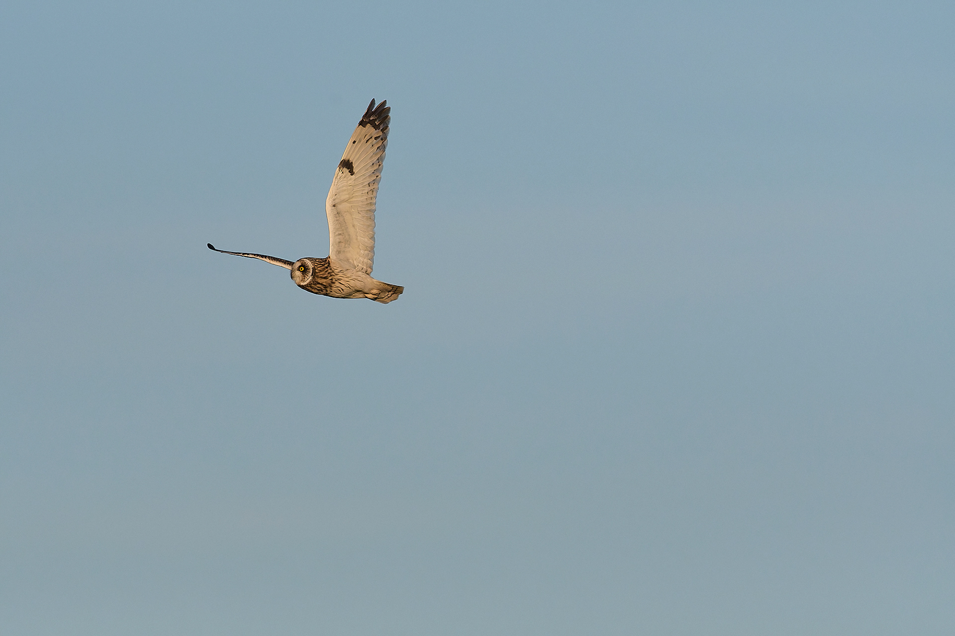 Short-eared Owl