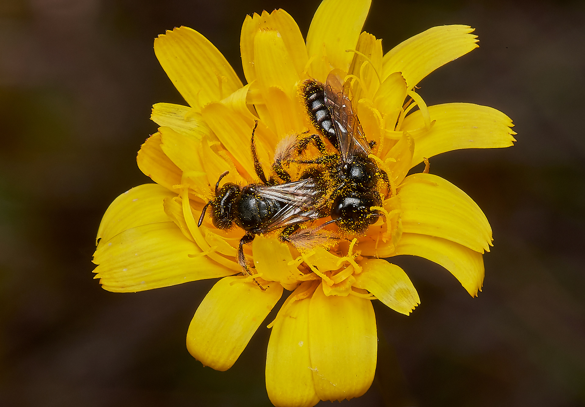 Small Shaggy Bee (Panurgus calcuratus) Santon Downham