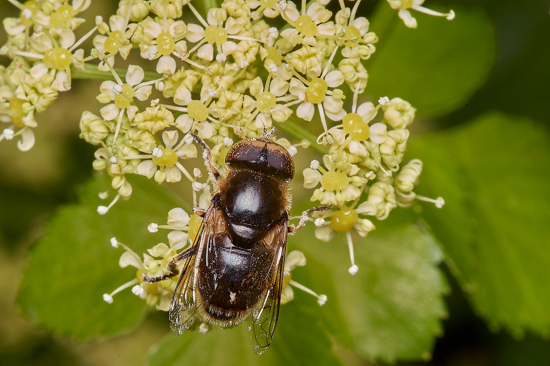 Eristalinus aeneus Cley